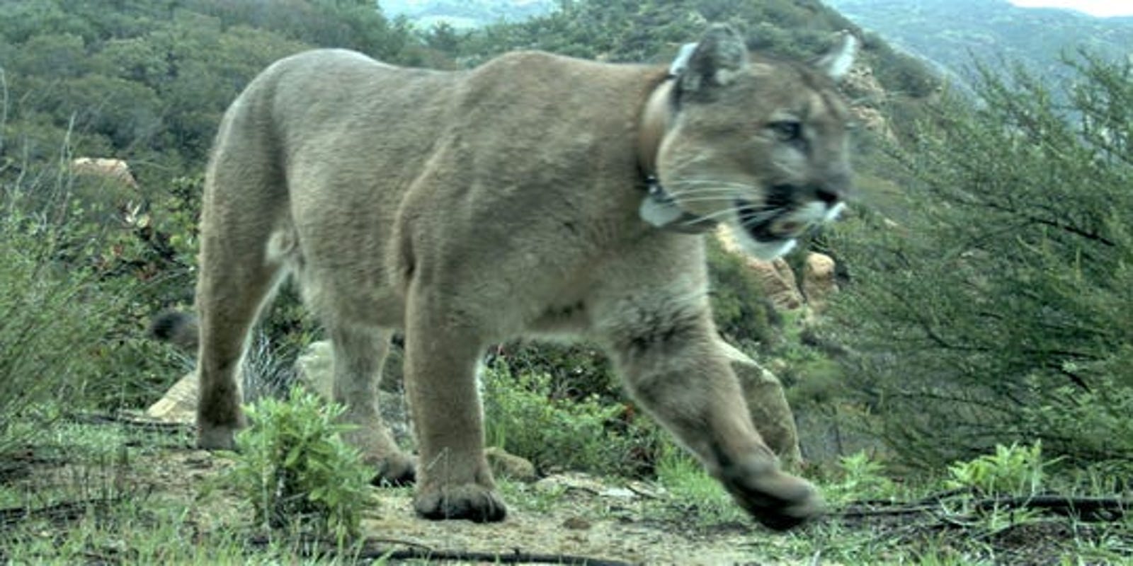 What we know about a mountain lion sighting in Moorpark