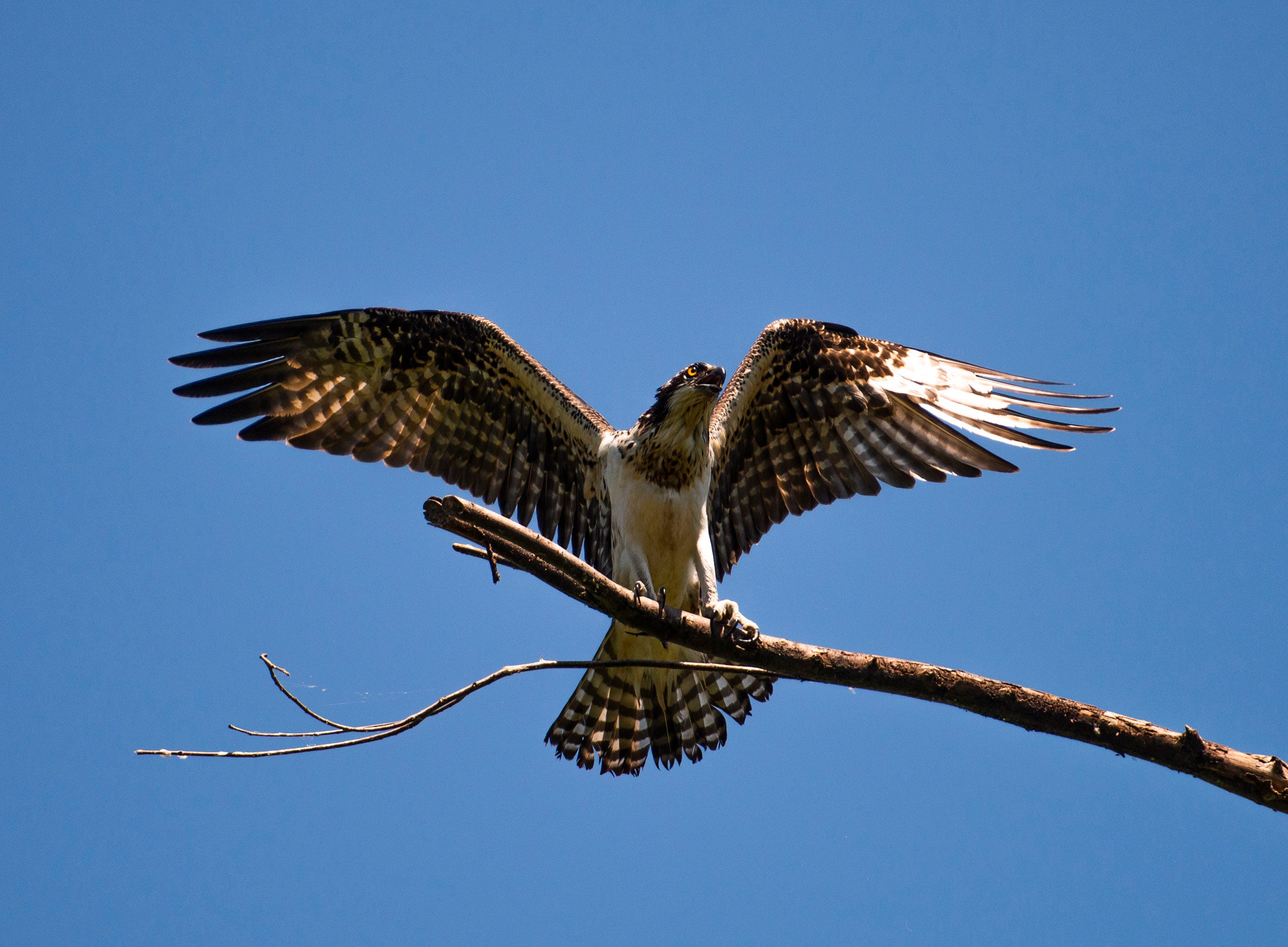 Osprey Bird