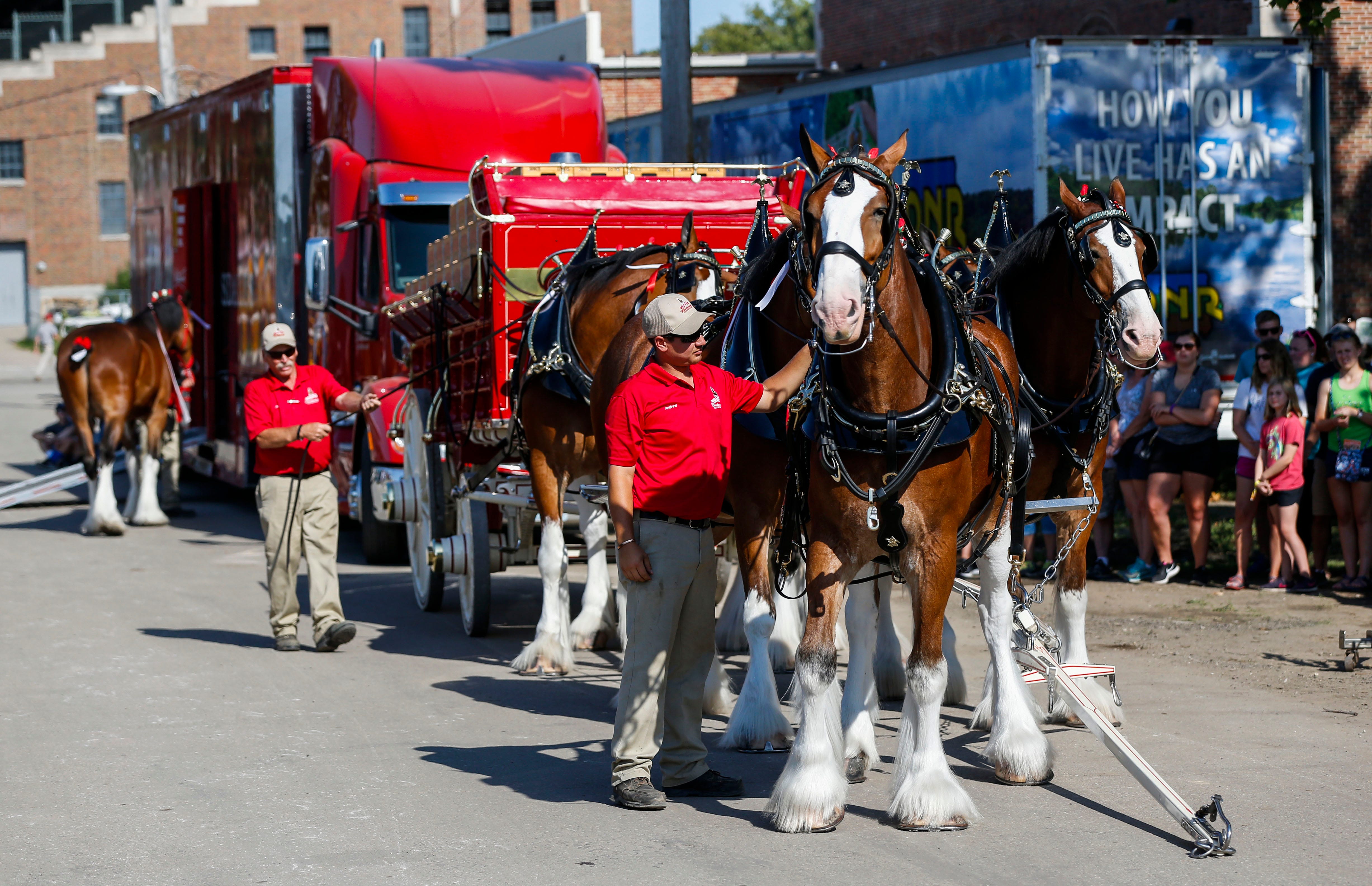 Photos Budweiser Clydesdales at the Iowa State Fair