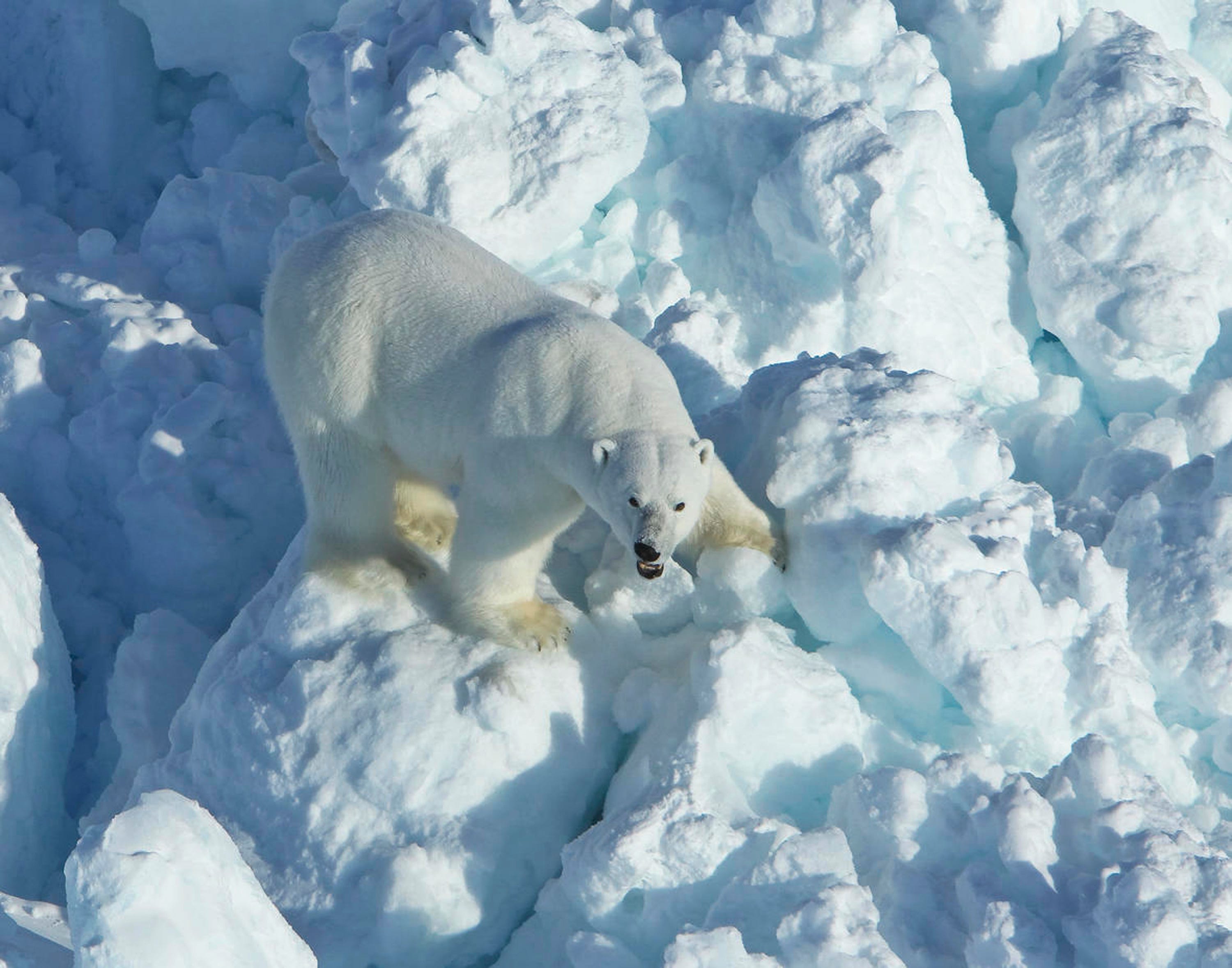 Scientists Say Polar Bear Encounters Likely To Increase With Temperatures 2615