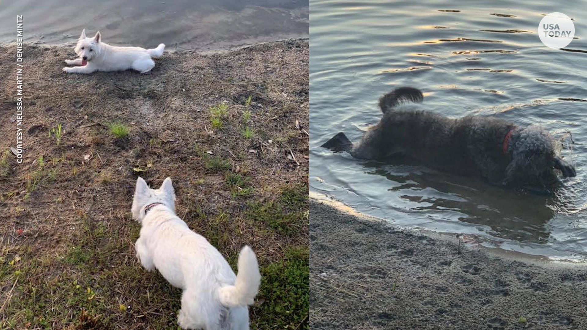 Shelby Farms Dog Park Lake Prompts Toxic Algae Concerns In Memphis