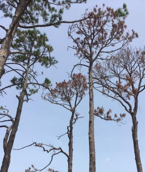 slash pine bark