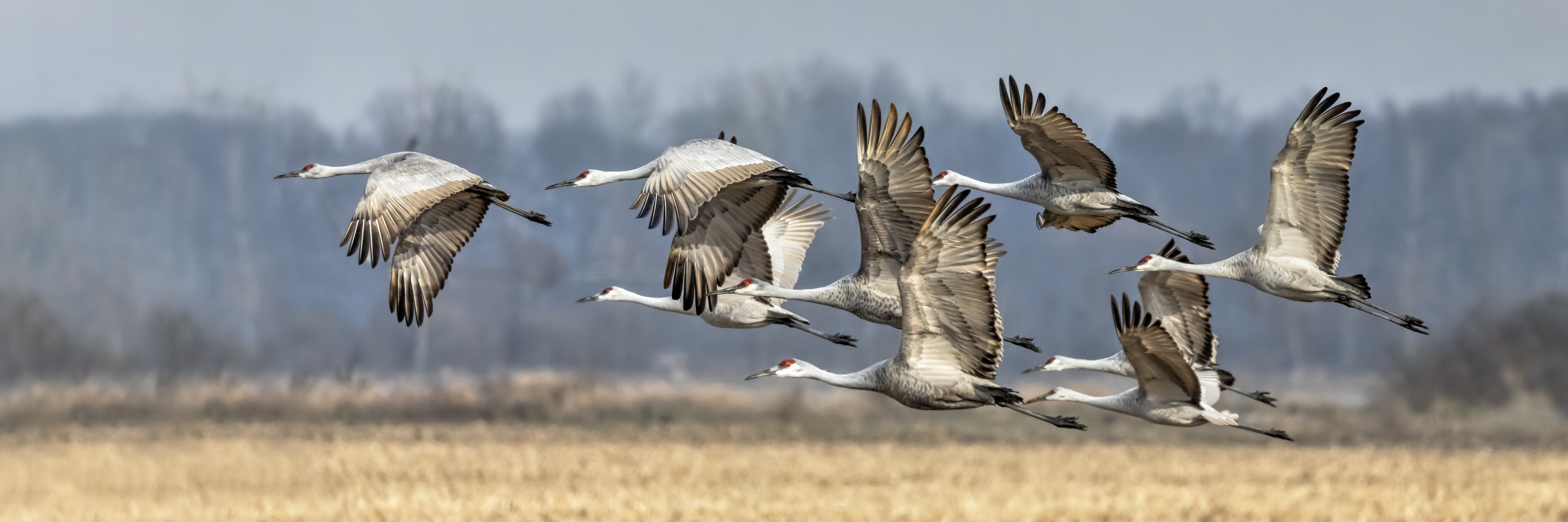 backyard cranes in the sky