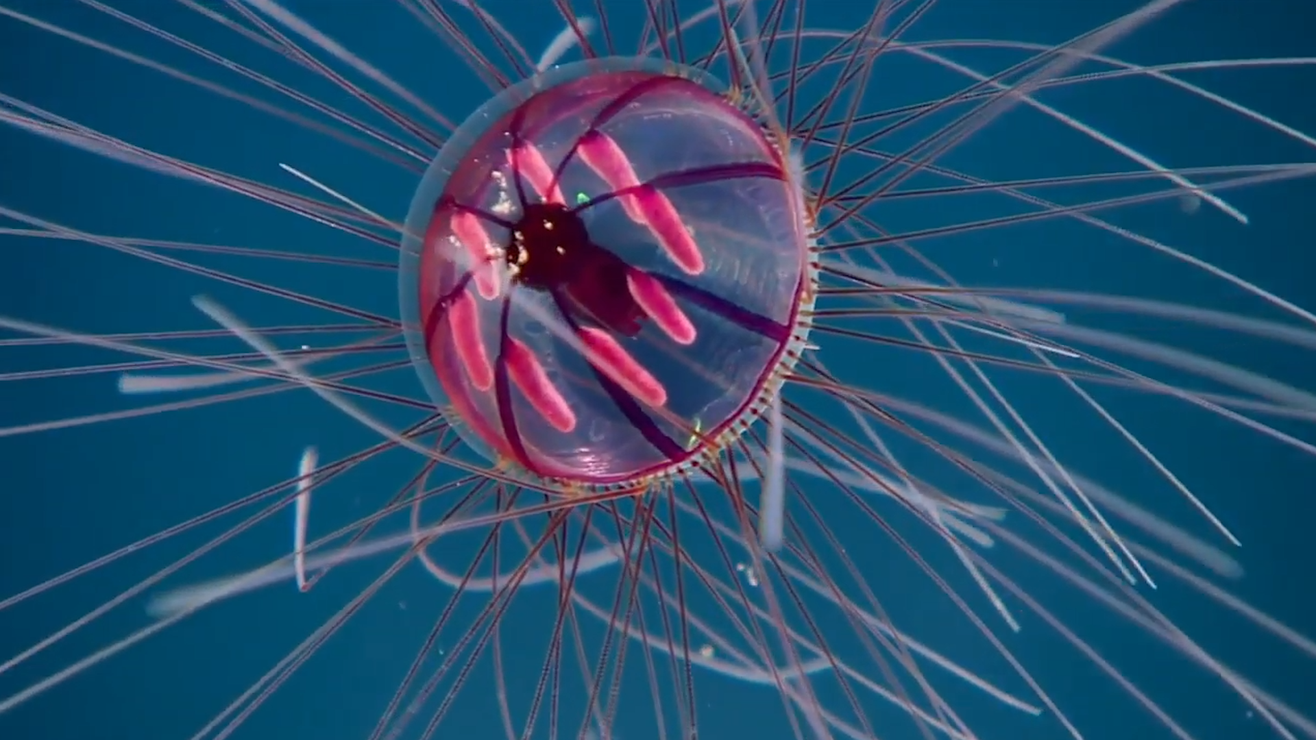 weird-sea-creatures-found-deep-underwater