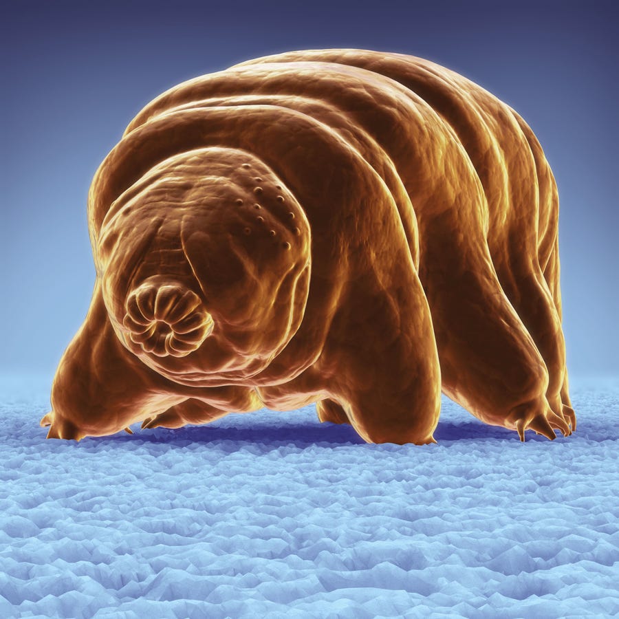 Computer generated image of a tardigrade or "water bear"