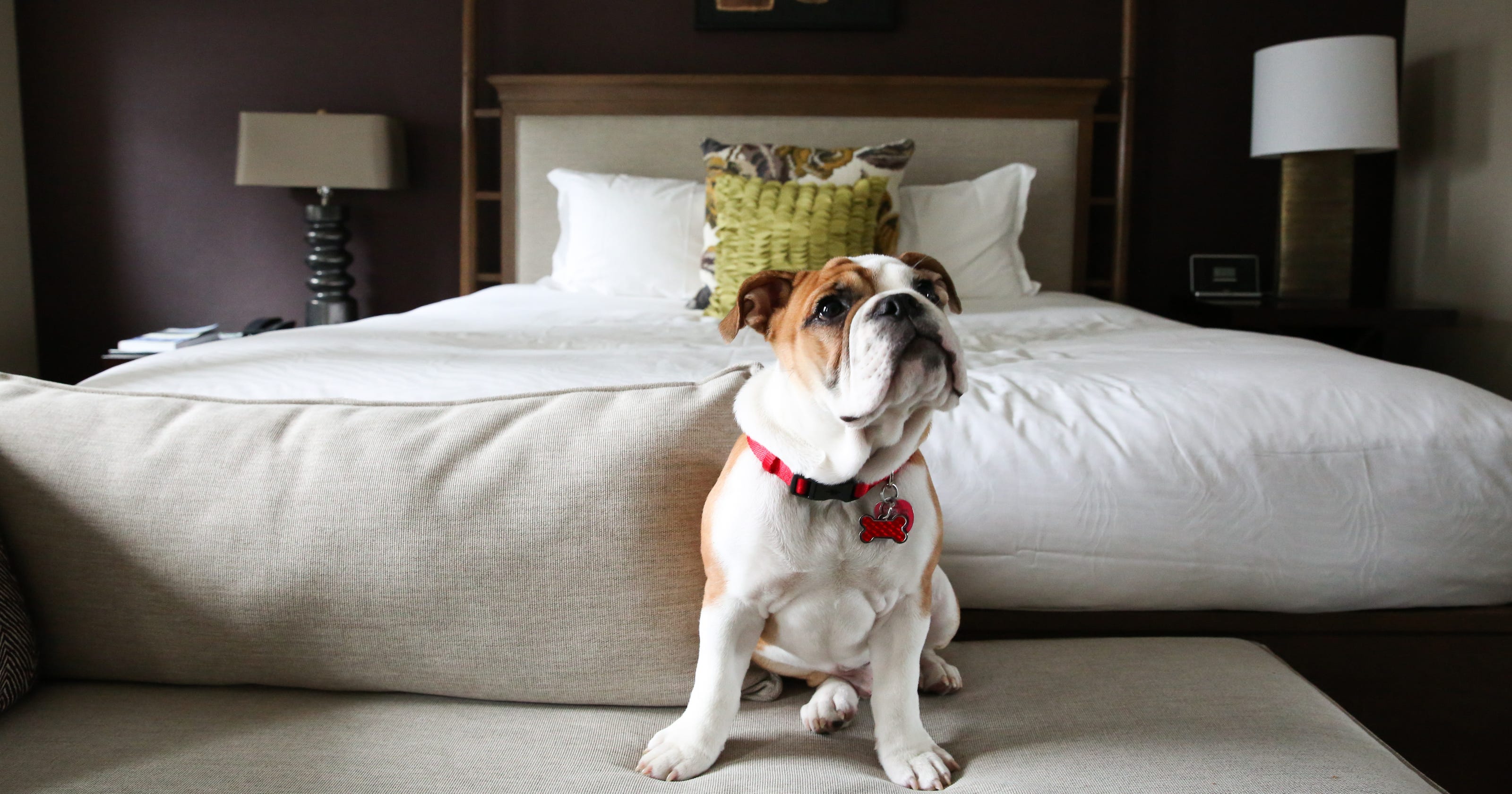 Traveling with a furry friend? No problem. These hotels allow pets