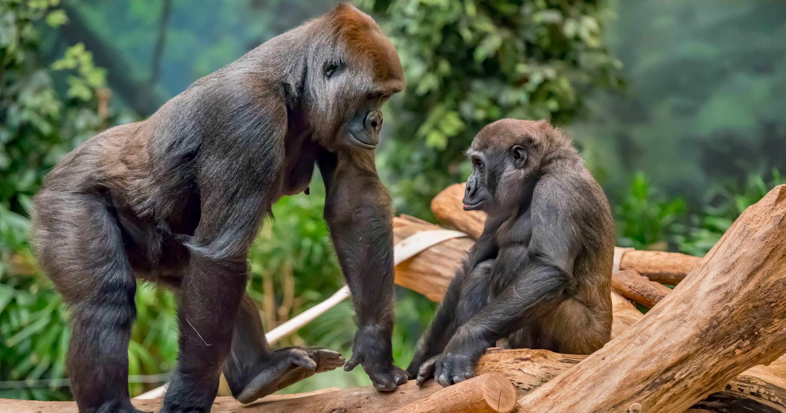 Milwaukee County Zoo gorillas to be transferred to Columbus Zoo