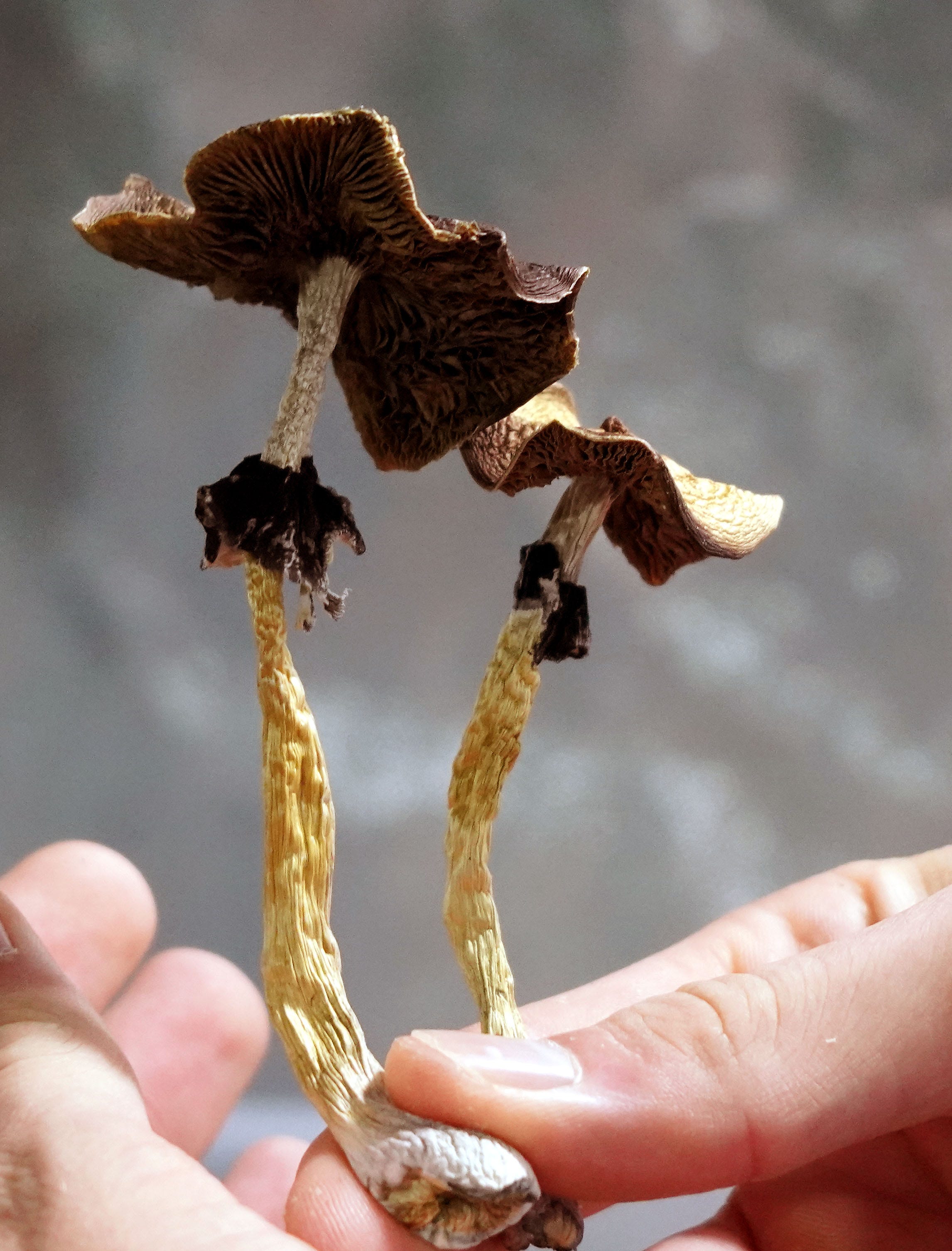 psilocybin mushrooms