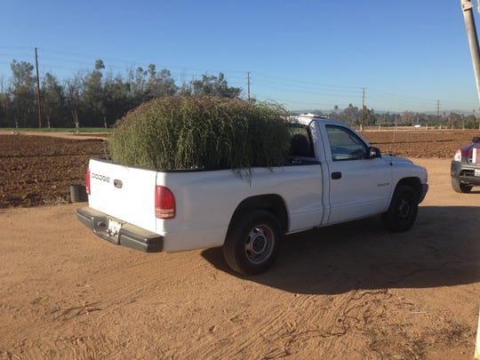 New Massive California Tumbleweed Is 6 Feet Tall Has Asian