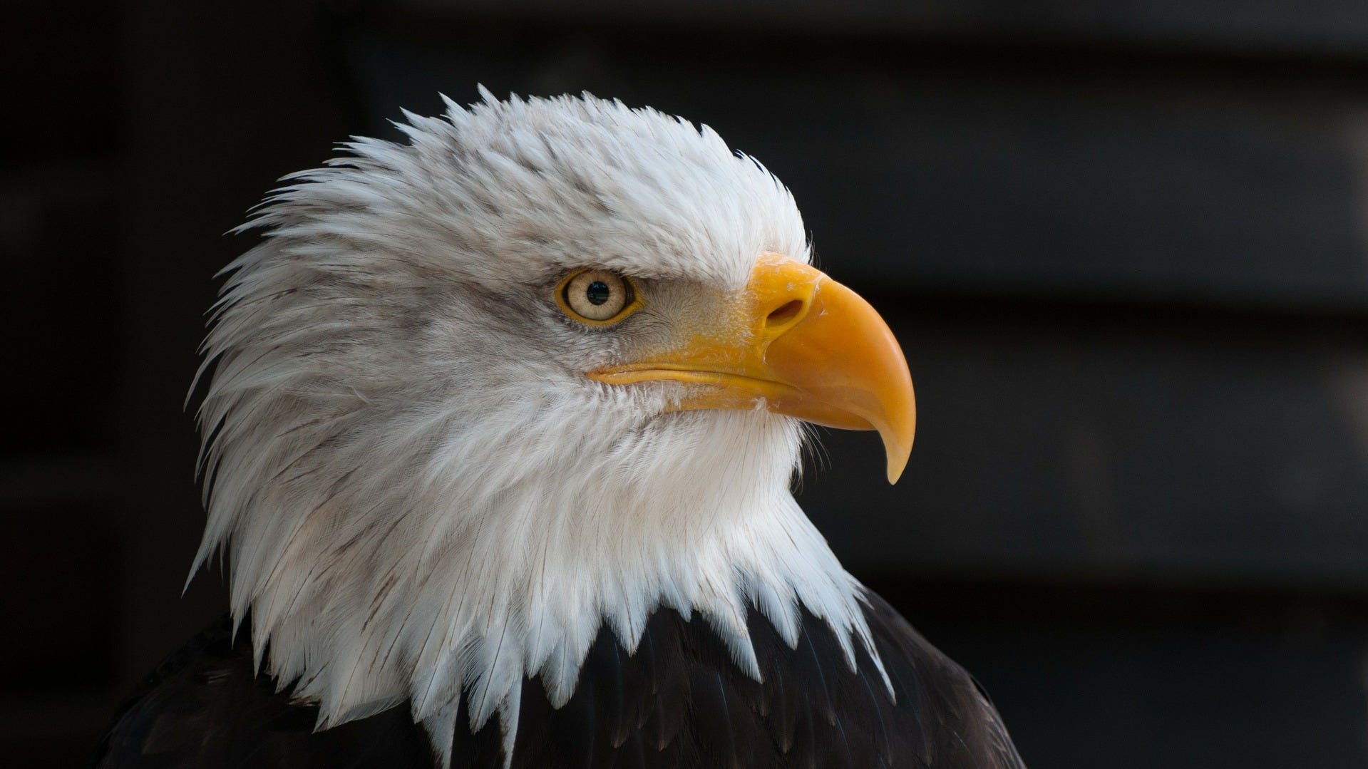 Bald eagle, peregrine falcon among 19 animals off NY endangered list