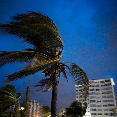 Strong winds move the palms of the palm trees at t