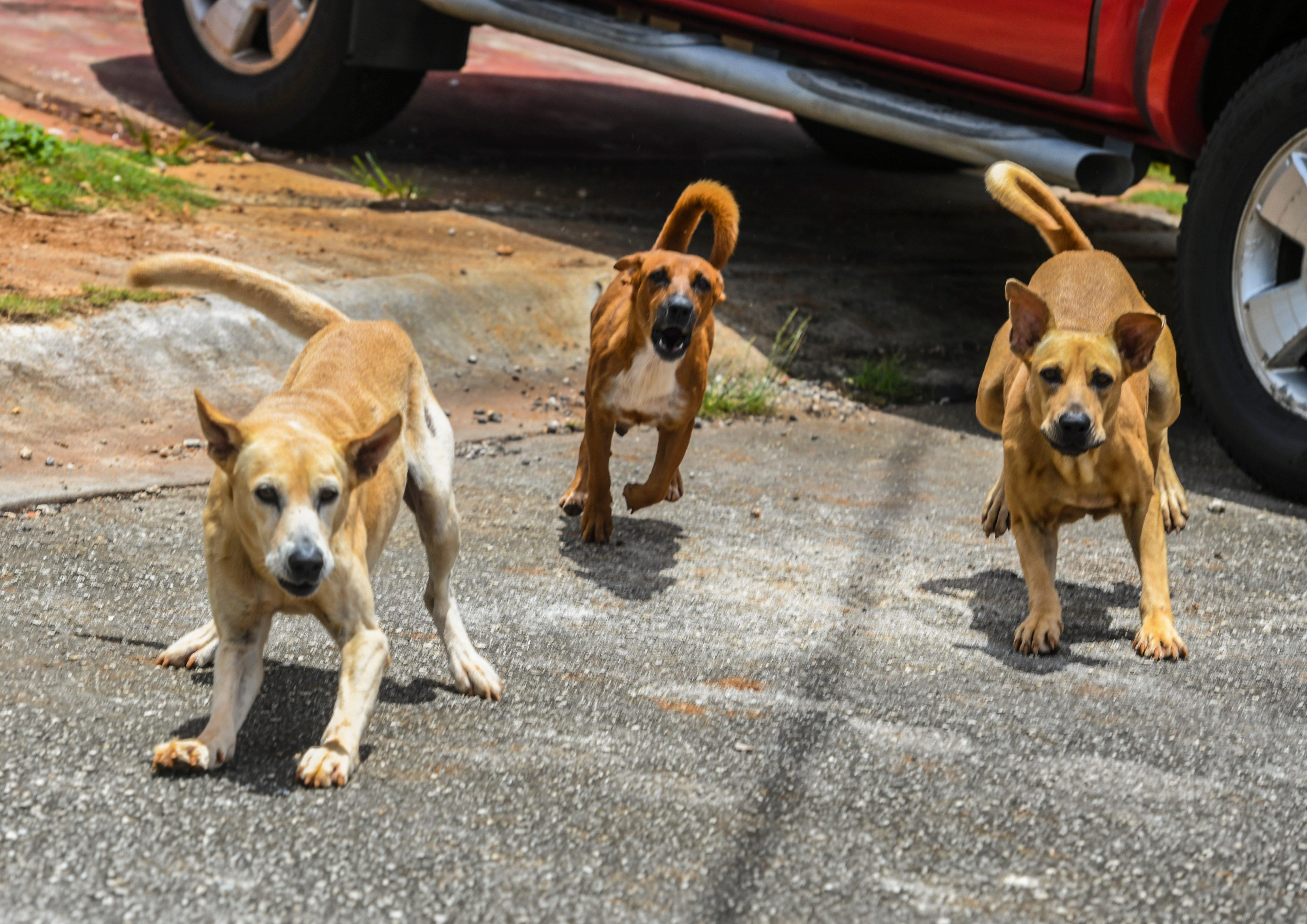 how can you tell if a stray dog is microchipped