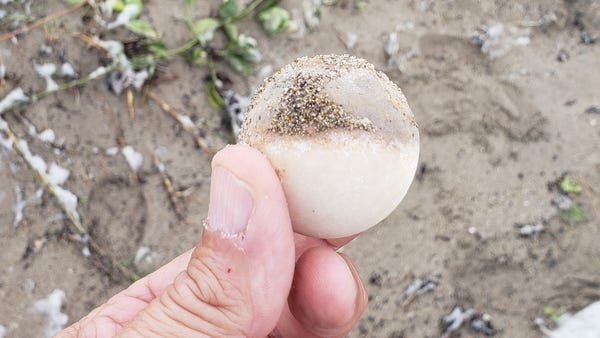 One of many sea turtle eggs which was washed out o