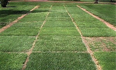 How To Select The Right Turfgrass For Your Yard