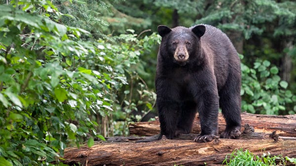 American black bear stands on logs, alert, yet cau