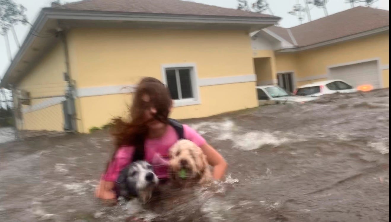 how do you get a dog license in the bahamas