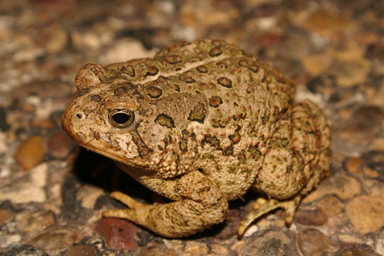 Woodhouse's toad widely distributed throughout Texas