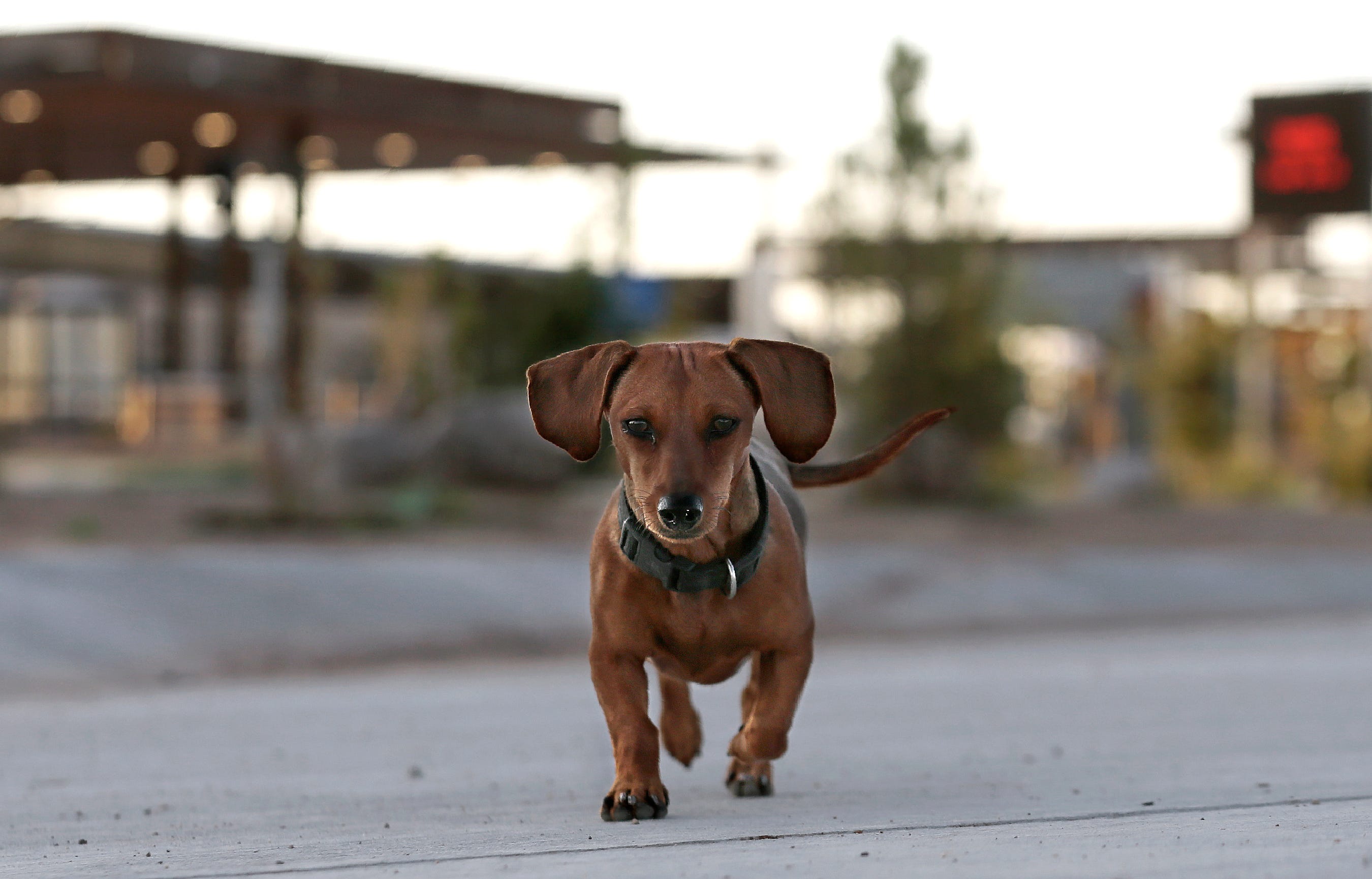 wiener dogs