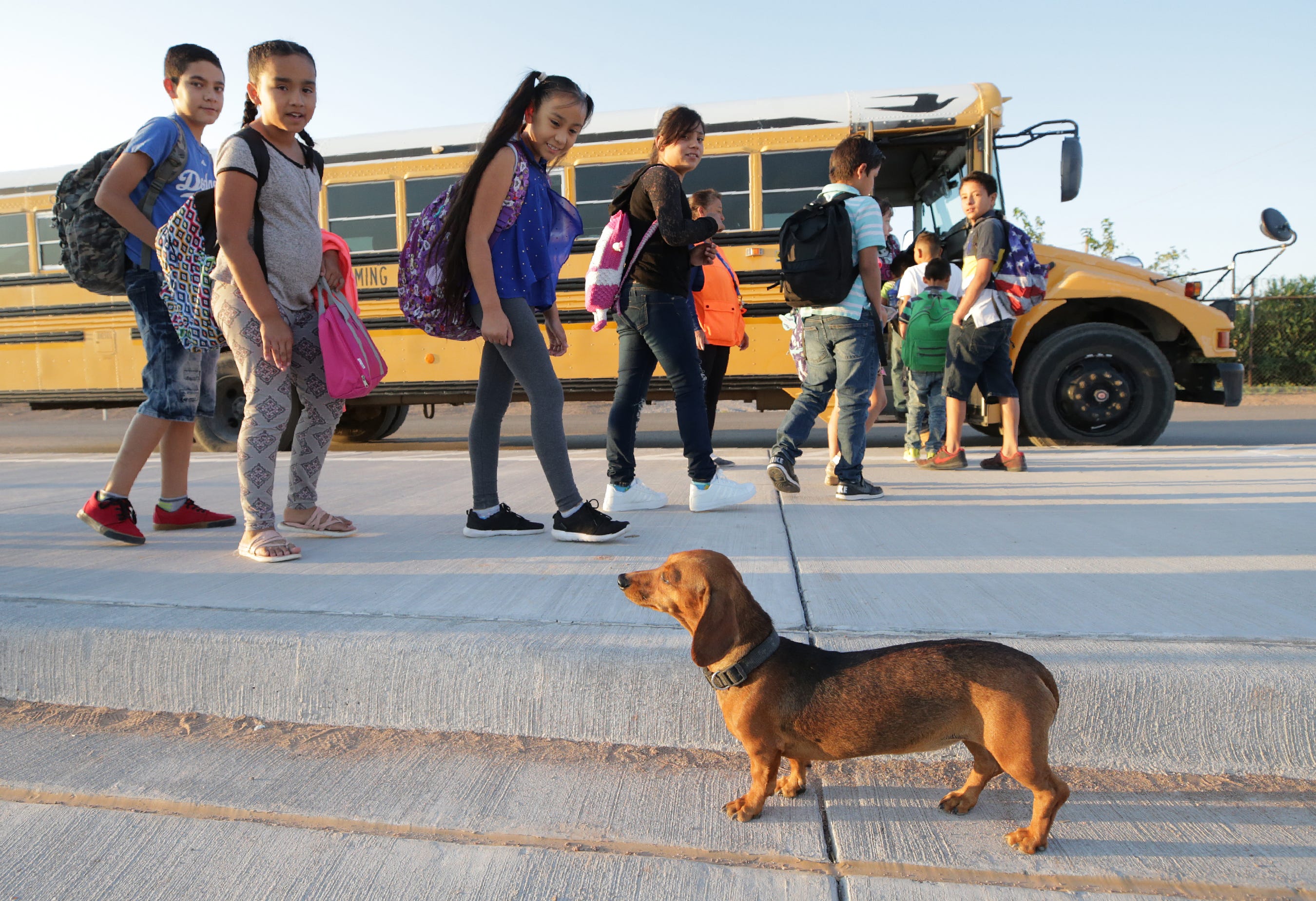 can i take a dog over the mexican border