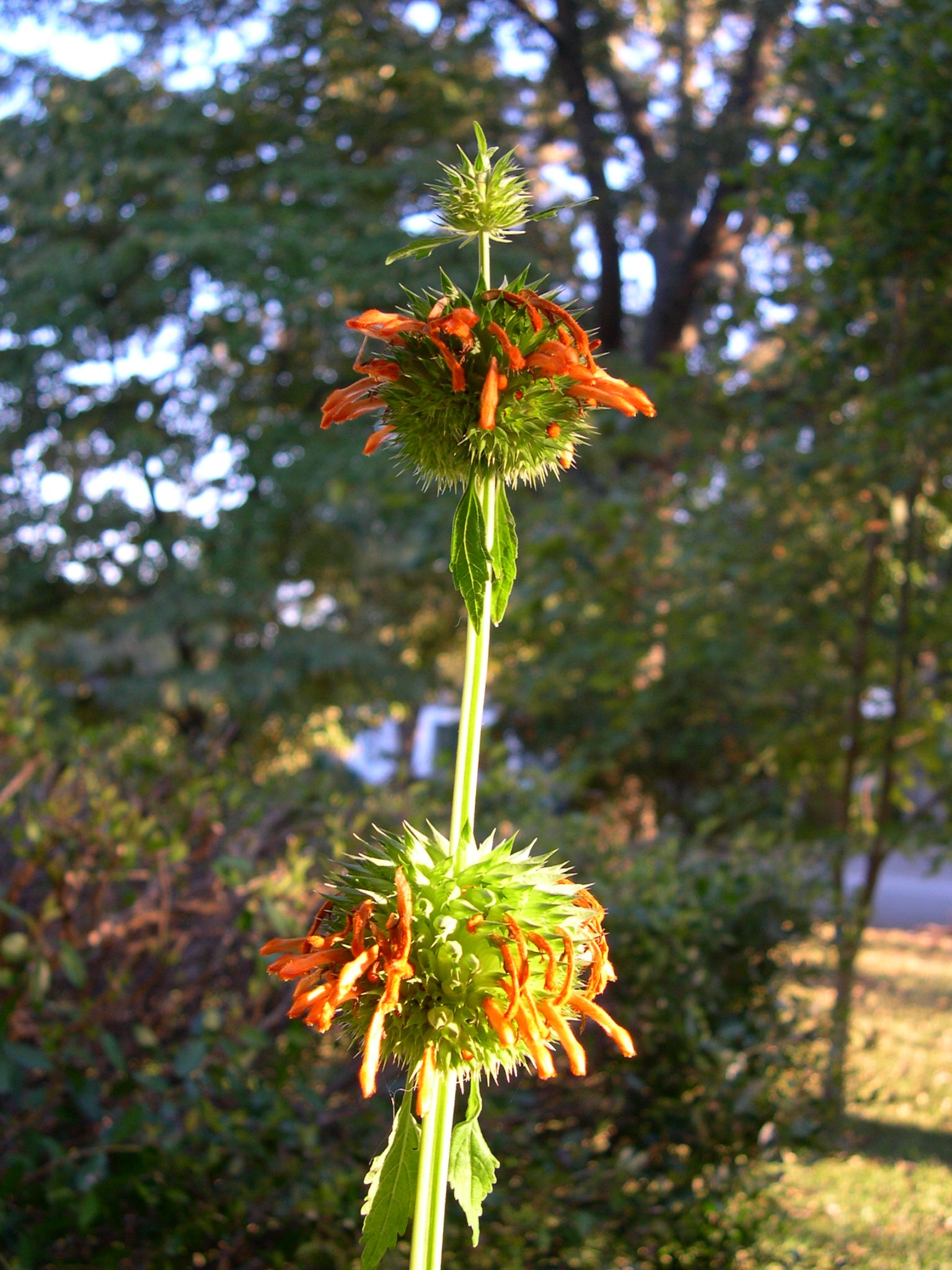 Lightning-rod plant is a draw for hummingbirds