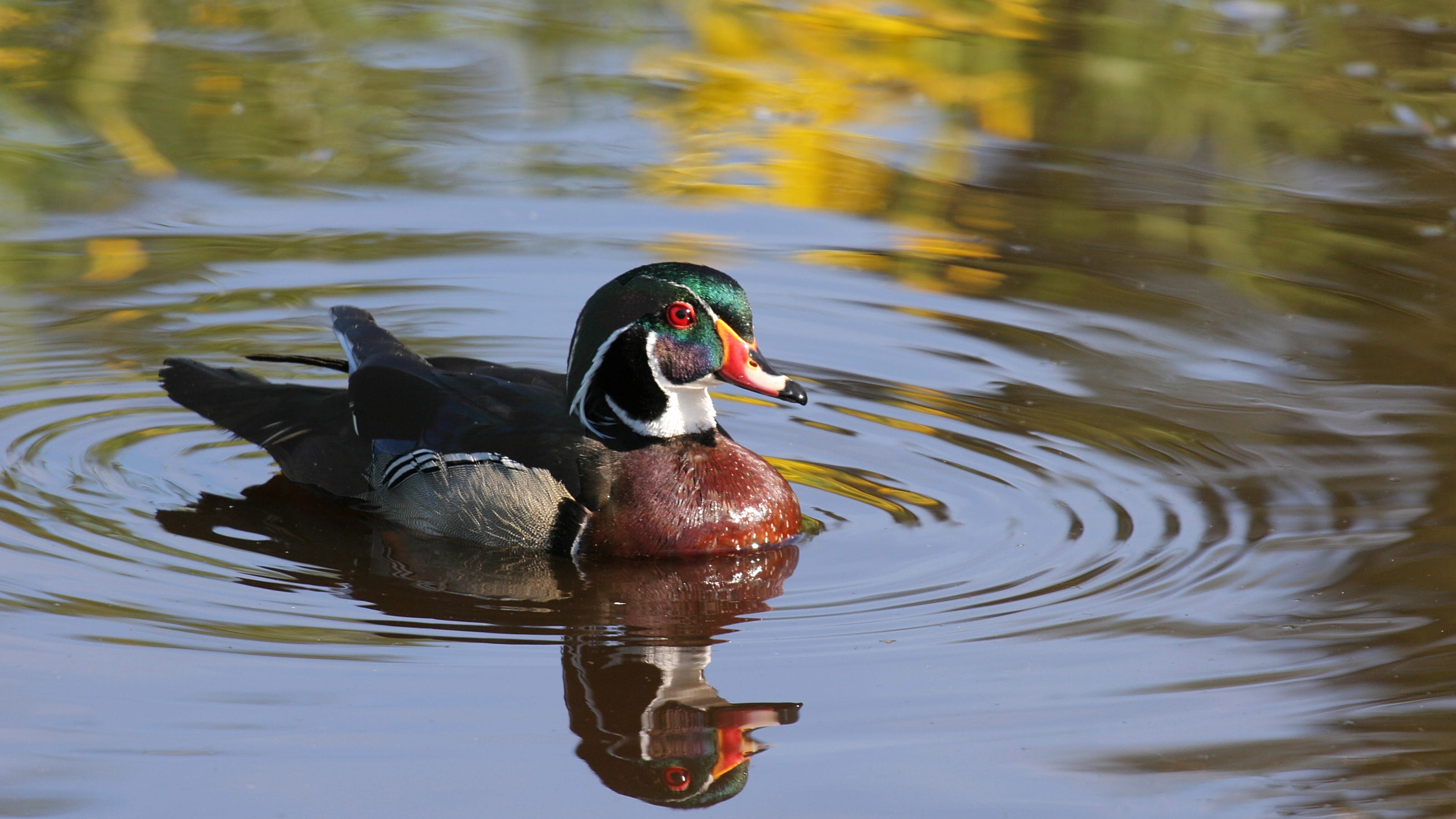 Wetlands royalty Meet the wood duck, Michigan’s regallooking waterfowl