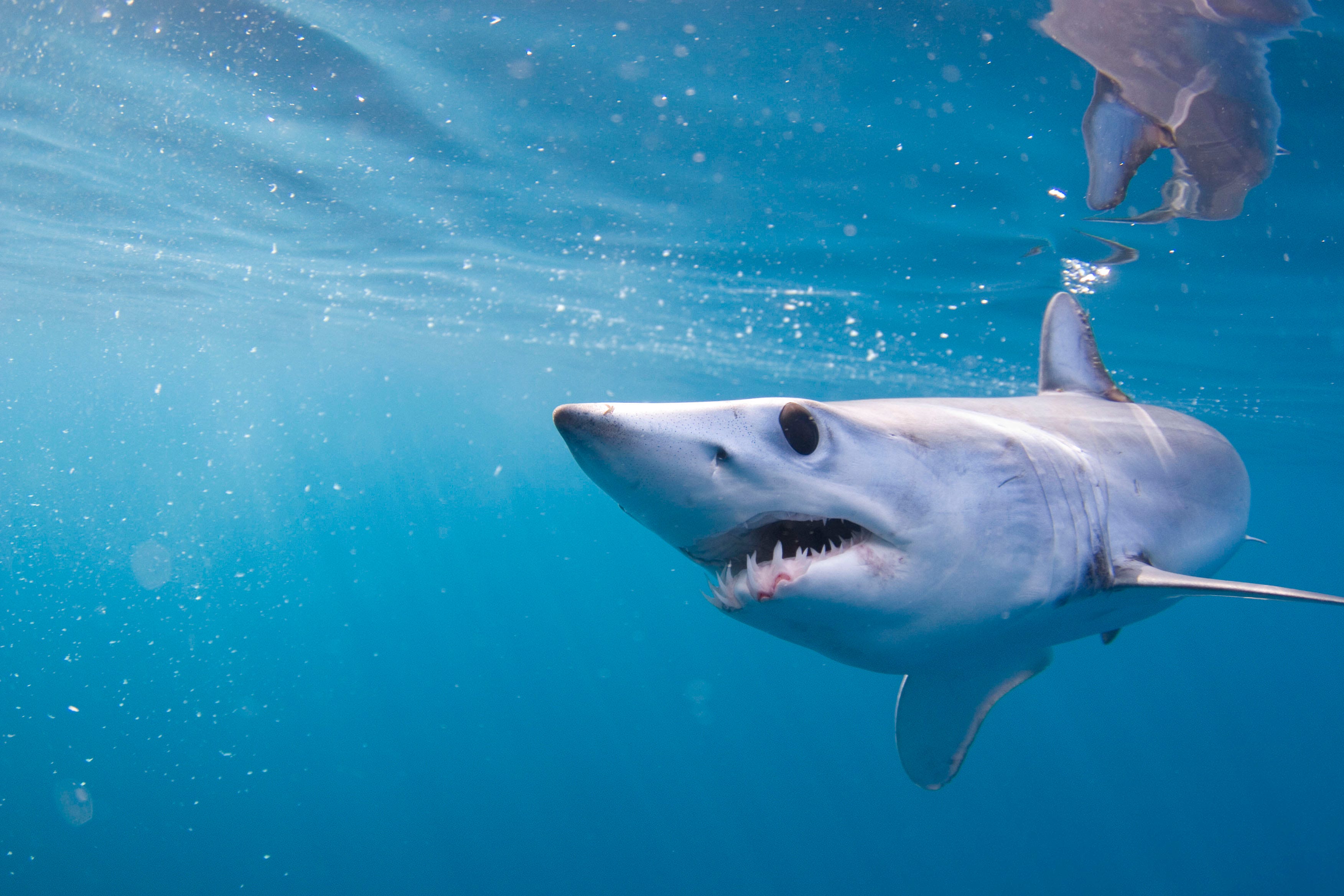 Scientists Discover Mako Sharks Expert At More Than Just Speed, Power