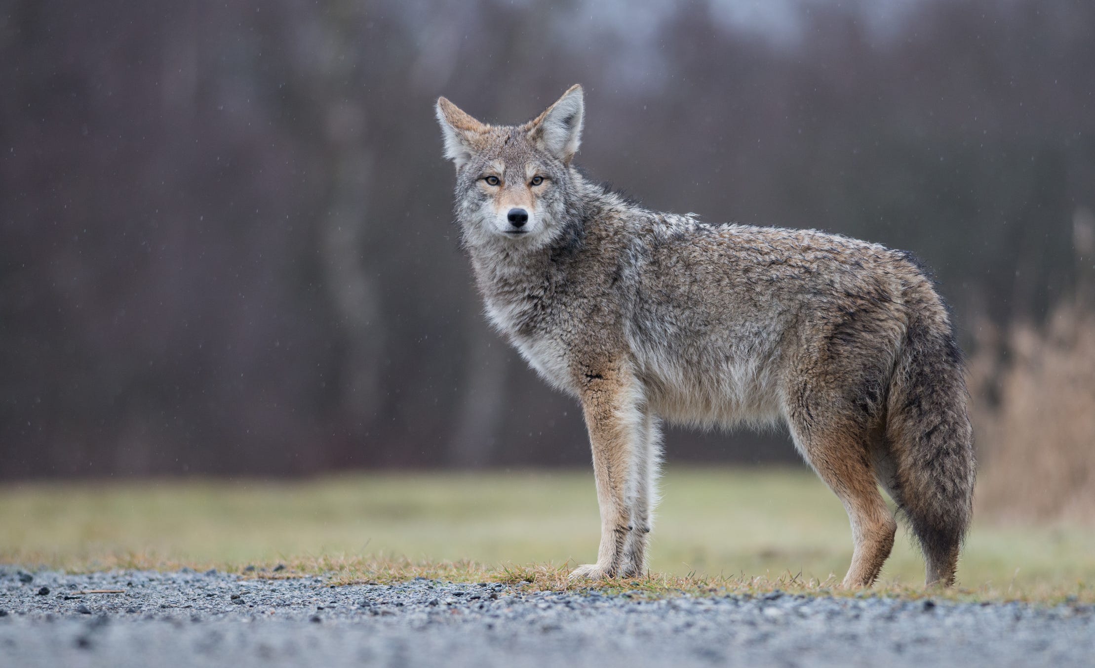 Illinois Girl Just Avoids Coyote Attack Outside Villa Park Home: Video