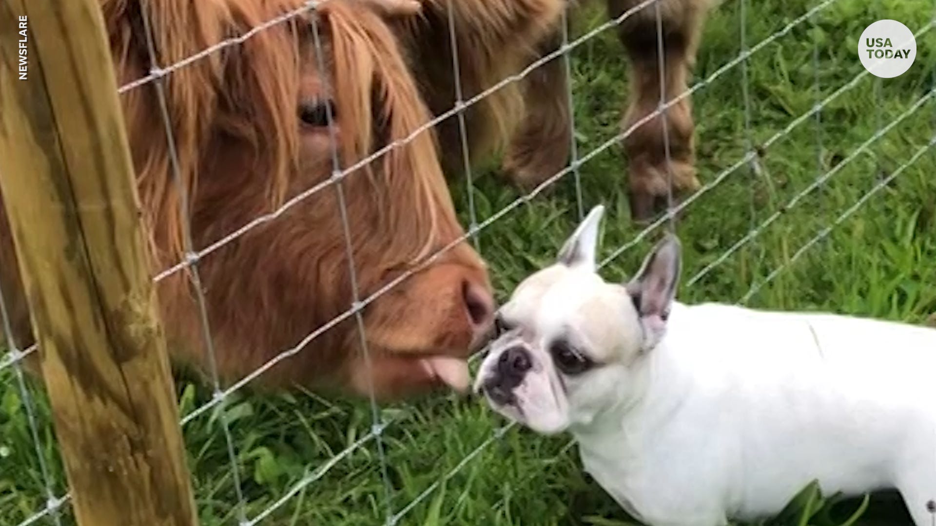 are dogs or cows smarter