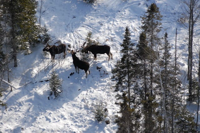 Magnificent Moose: The Comeback Story Of Michigan’s Upper Peninsula Herd