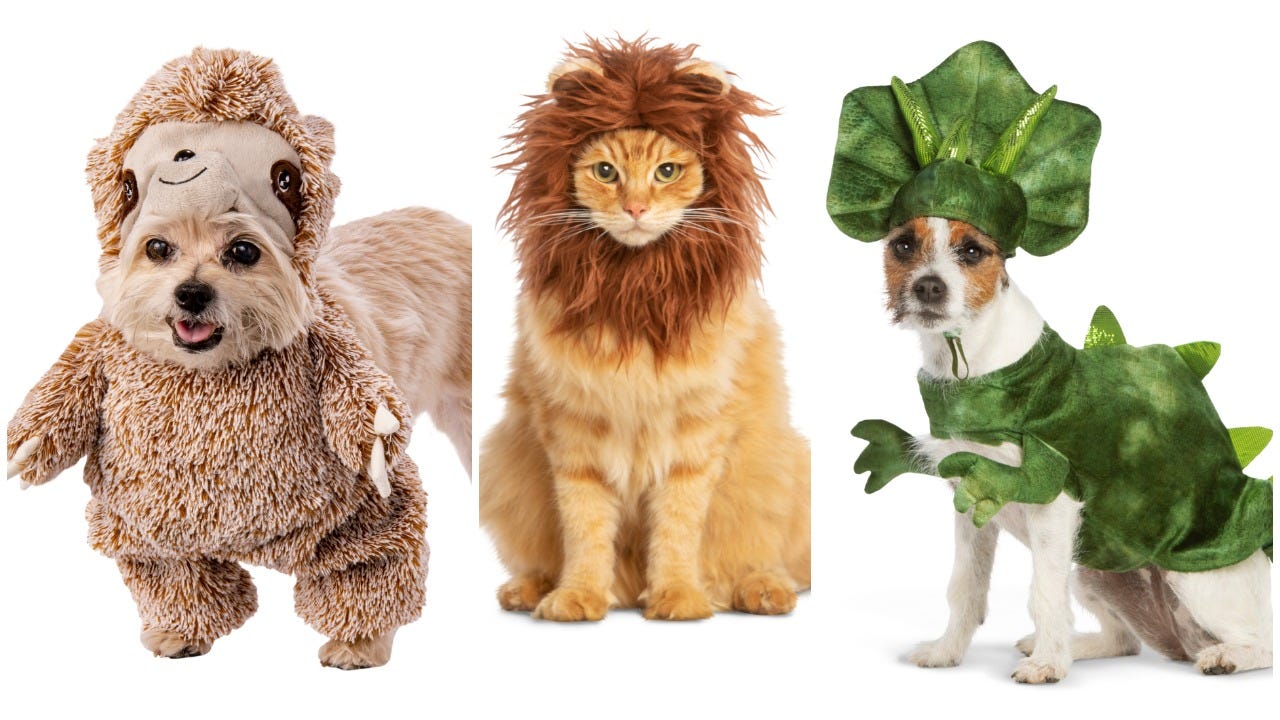 pets in costumes