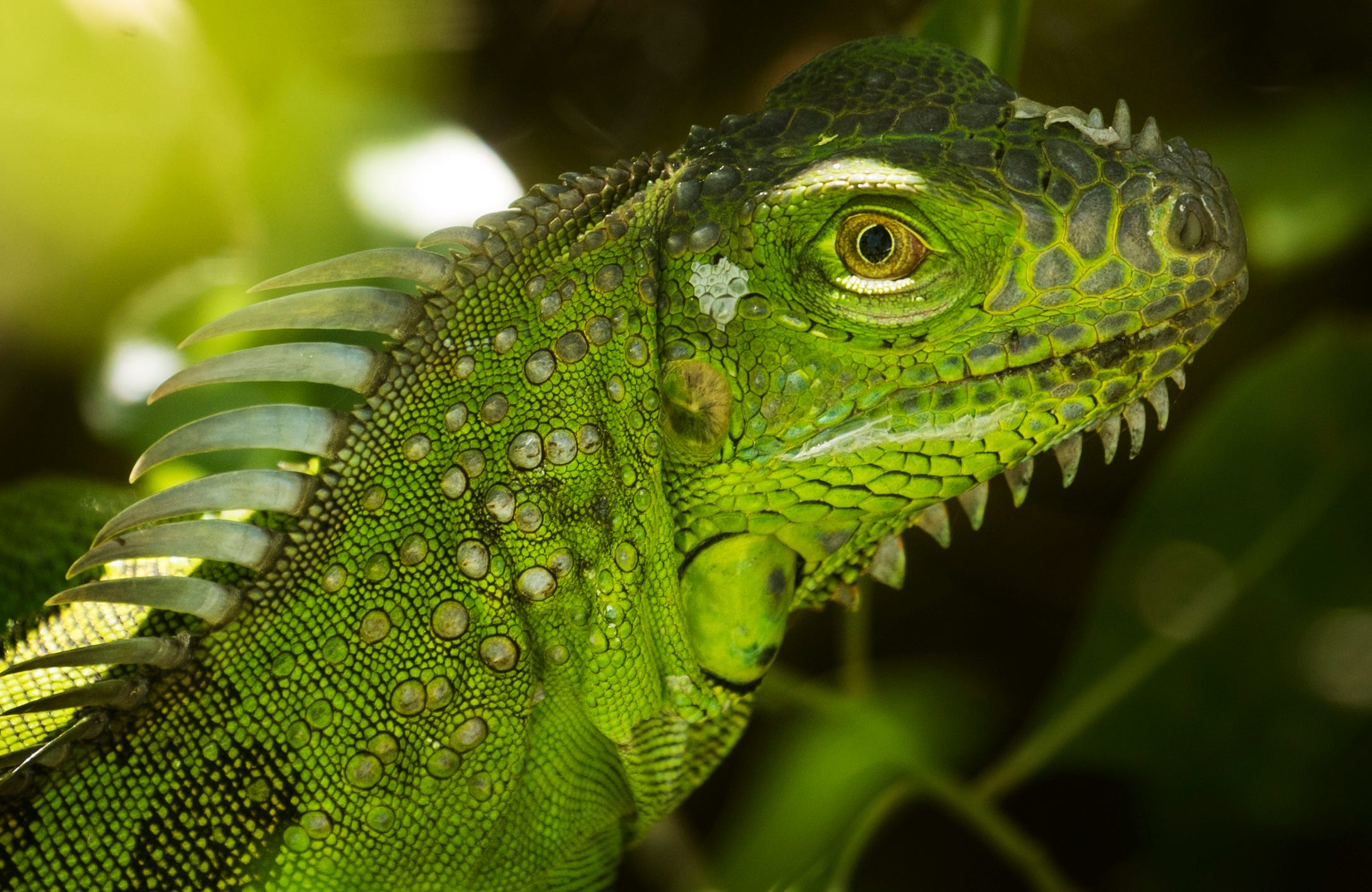 Green iguanas: Lee County sets aside $25K to combat growing green ...