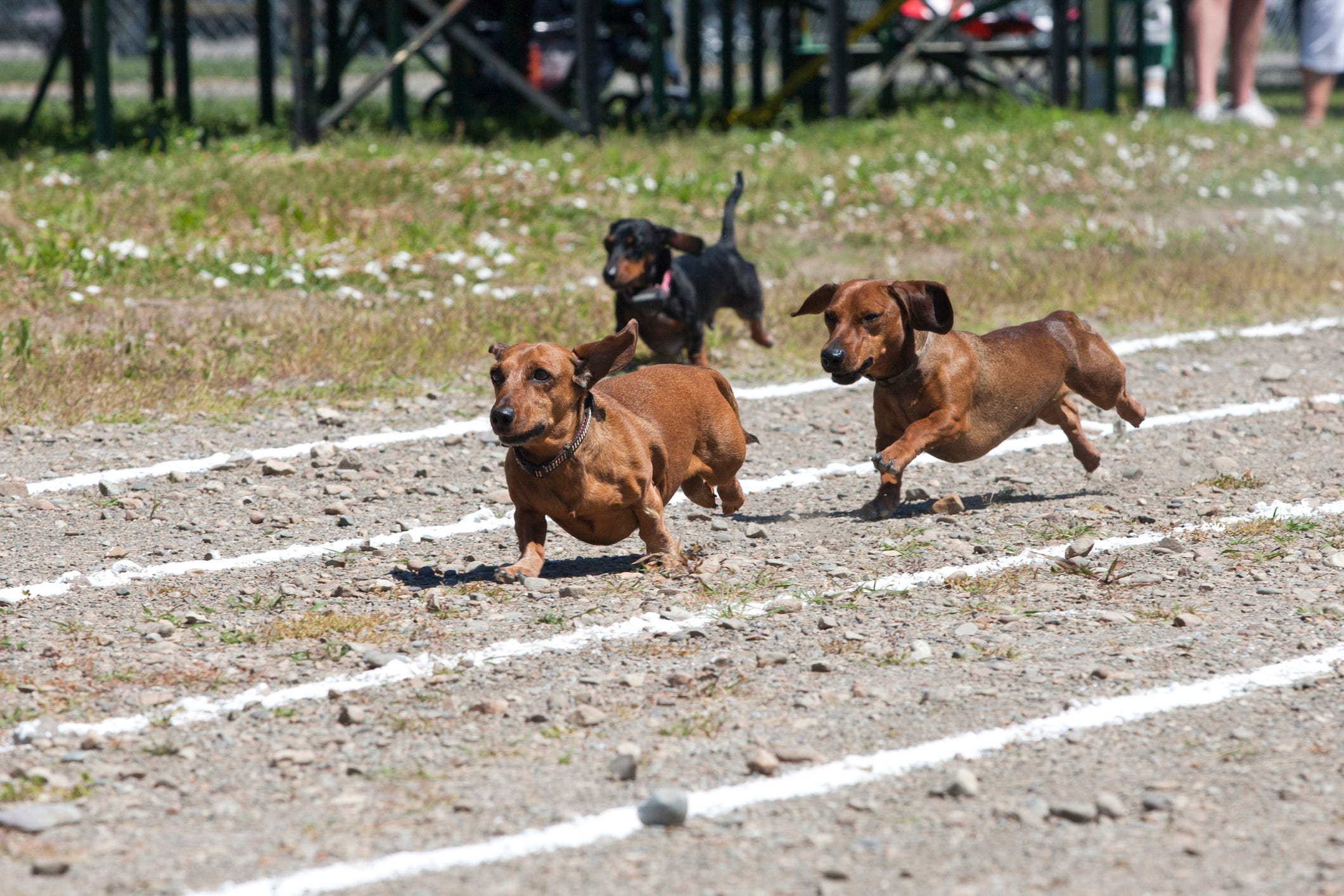 are races like dog breeds