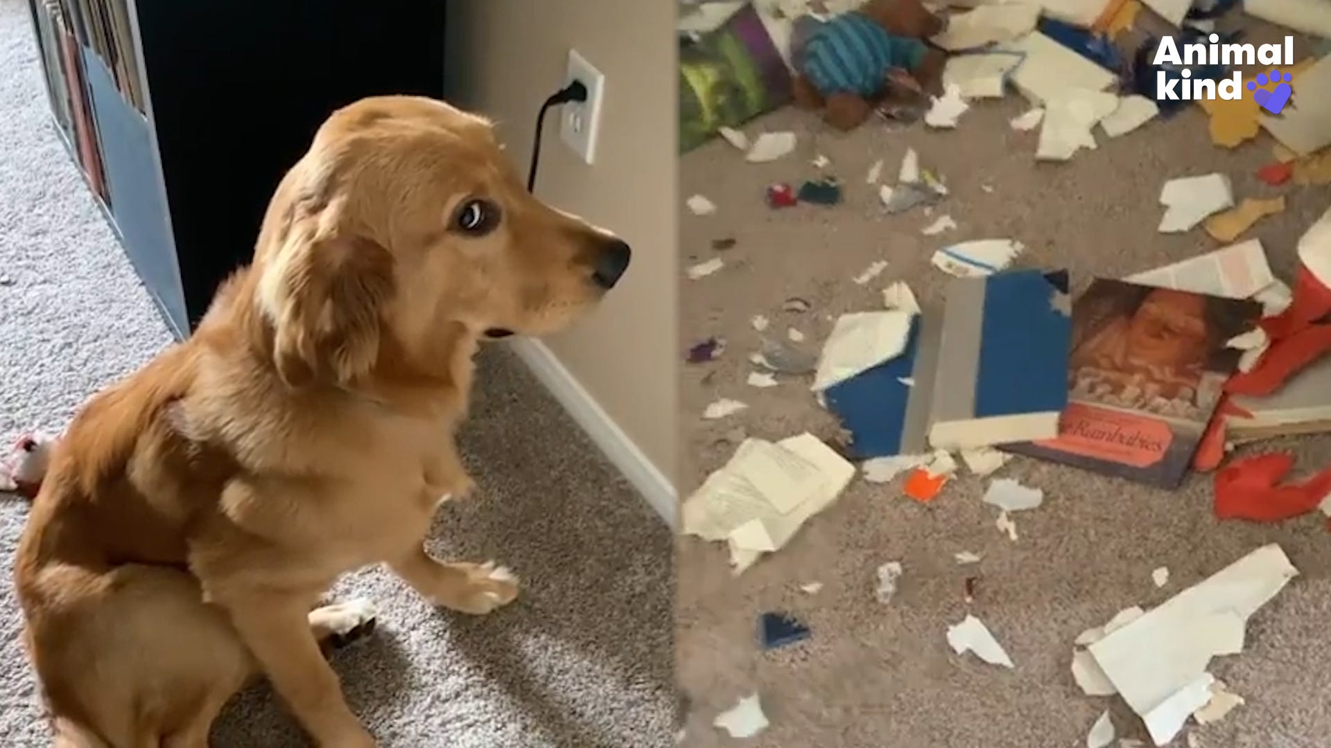 Guilty Golden Retriever Has An Excuse For Trashing The House - 