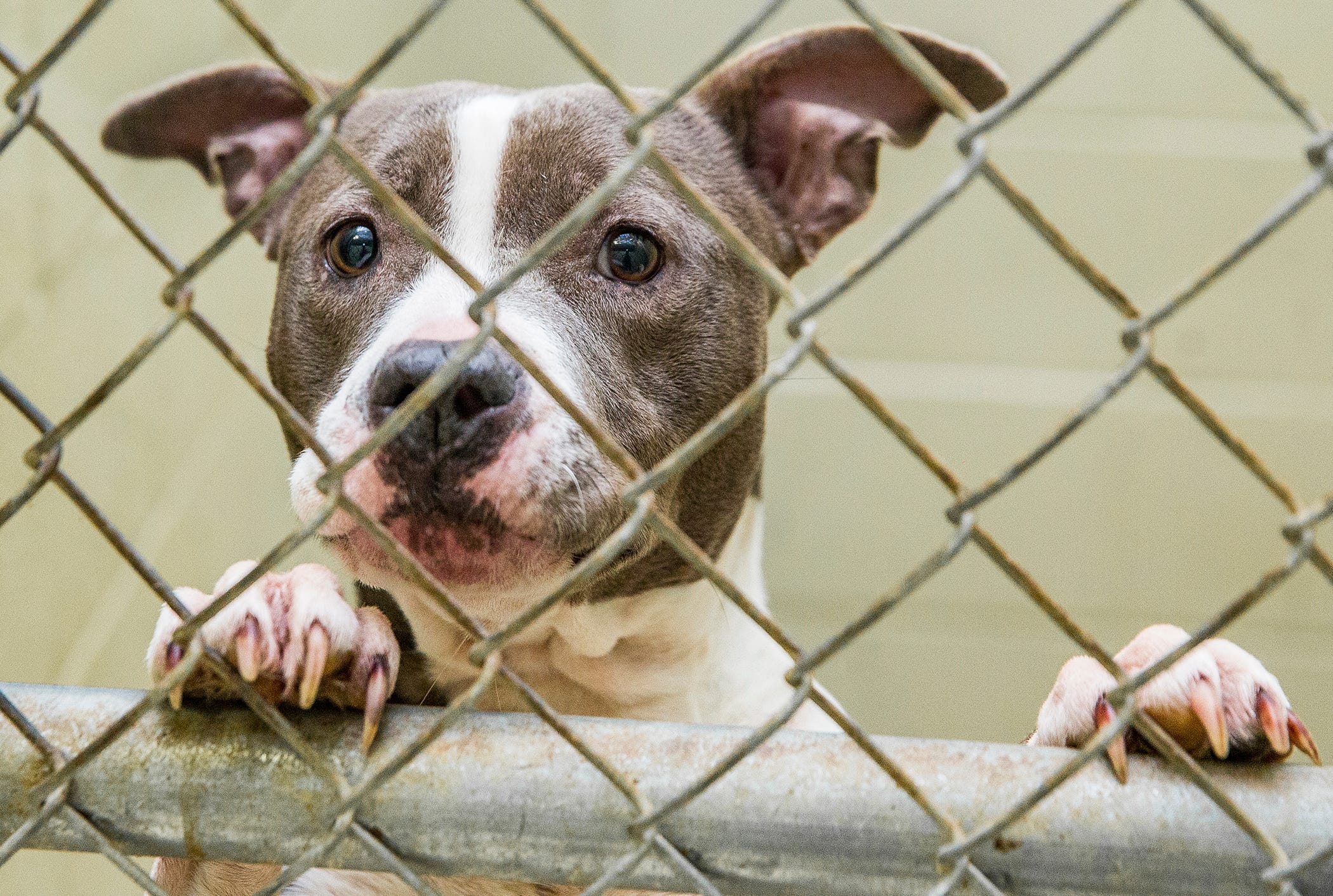 Animal Shelter To Hold Annual '12 Strays Of Christmas'