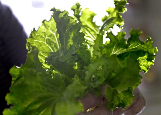 Lettuce harvested from the indoor hydroponic grow system at the St. Joseph Food Program.