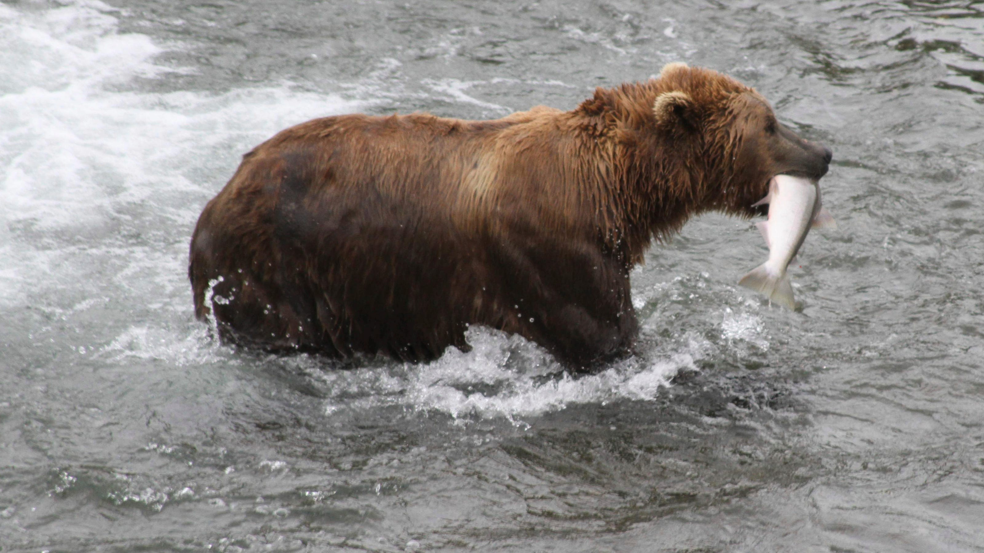 fat bear week