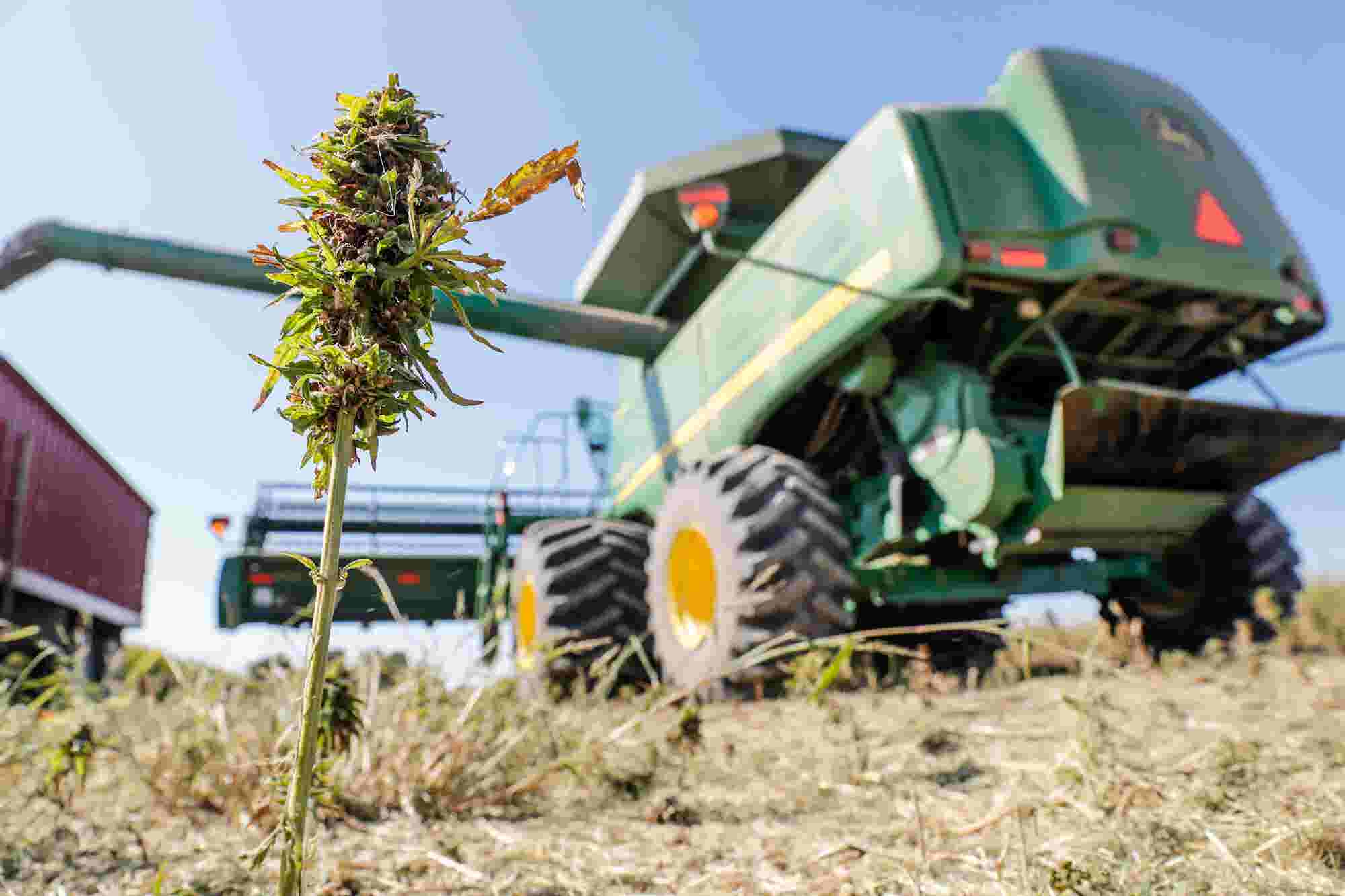 How This Indiana Farm Grows Hemp For Research - 