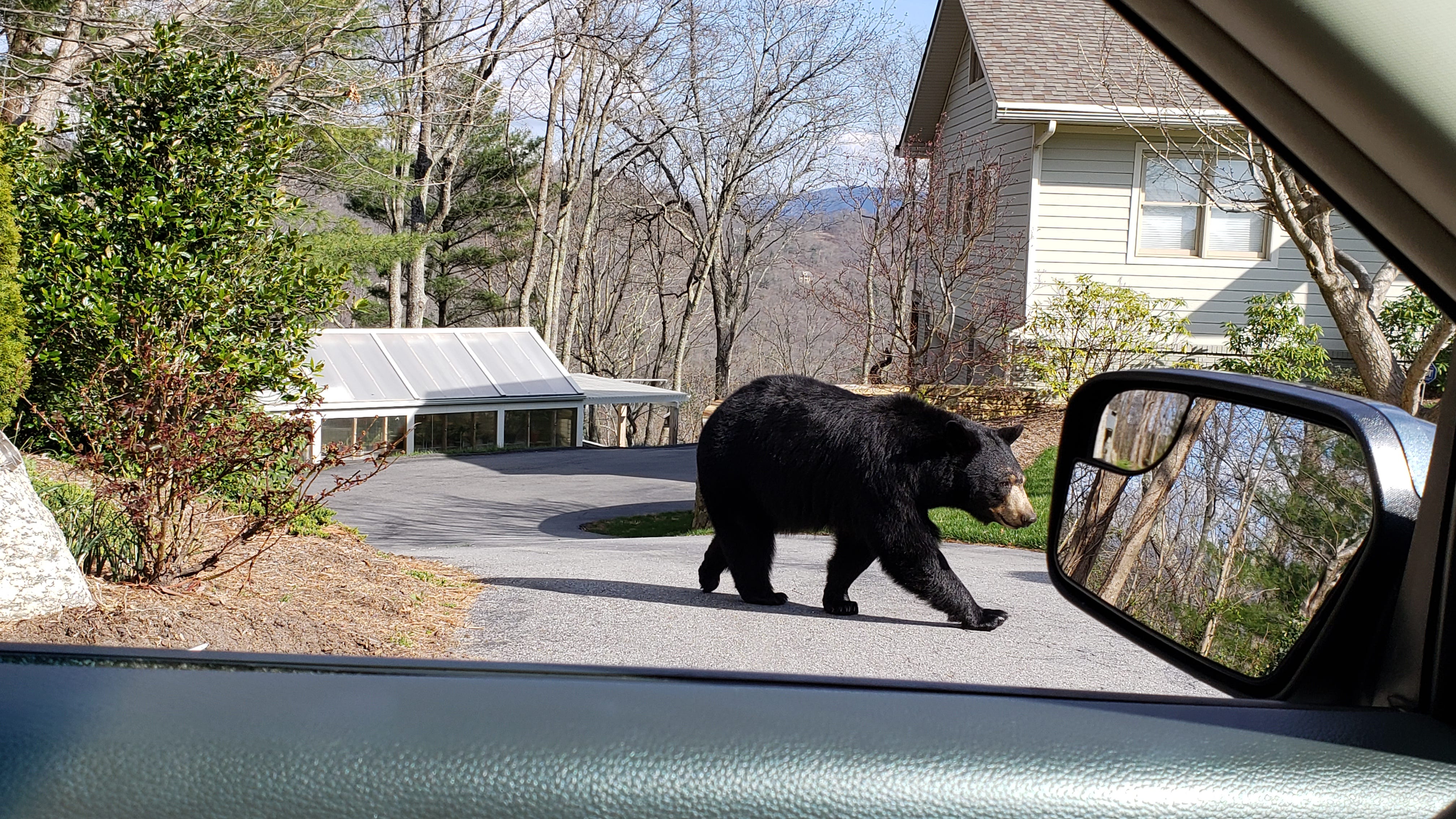 North Carolina Urban Suburban Bear Study In Asheville To Focus On Humans   03cfa37e 209b 478b A96d Eb1fabe8e1c3 Black Bear Mama Allen And Kade Espy 