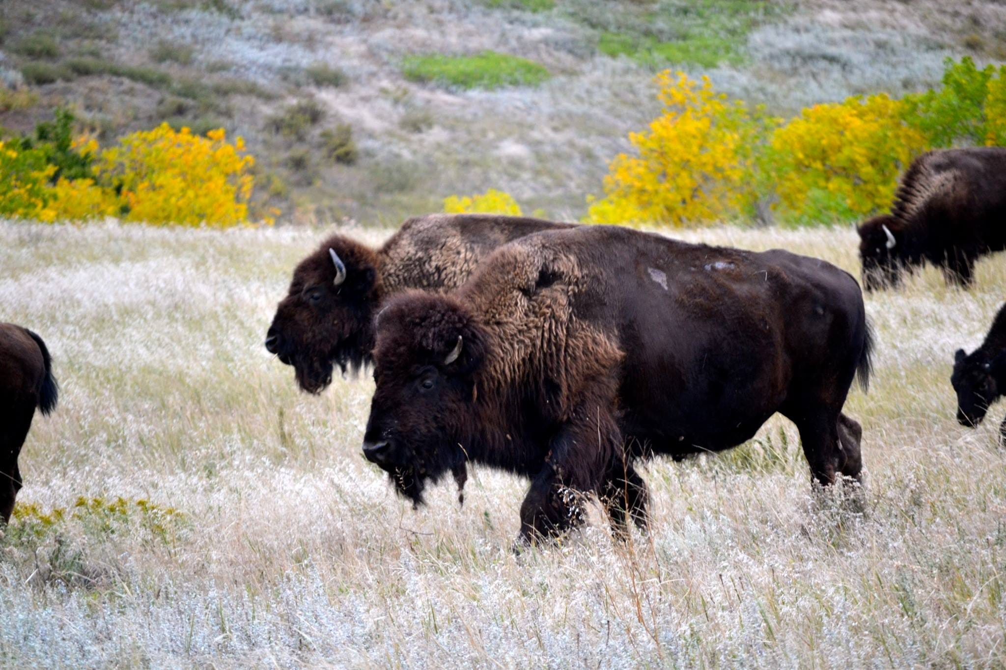 Bison Return To Area Of Badlands National Park For First Time Since 1870s