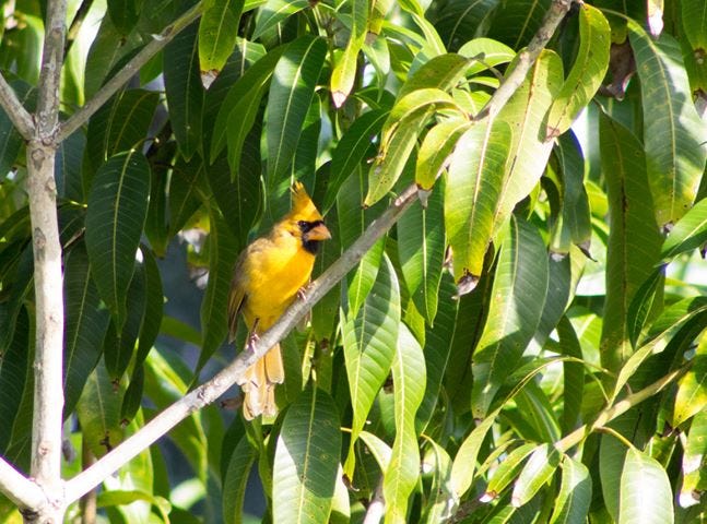 yellow cardinal