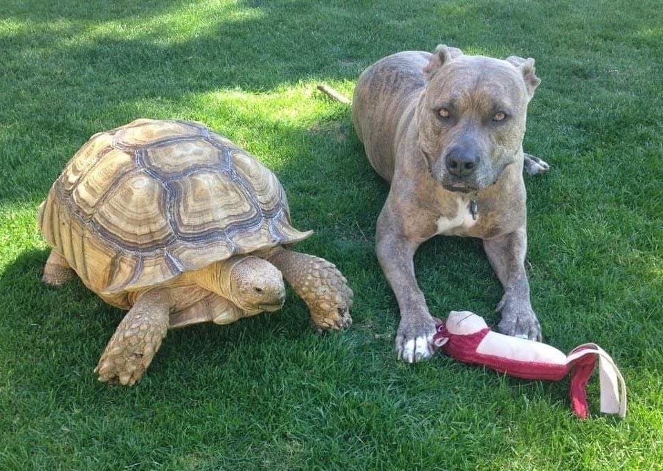 biggest pet tortoise