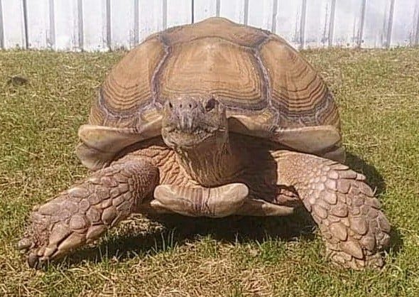 tortoise pet