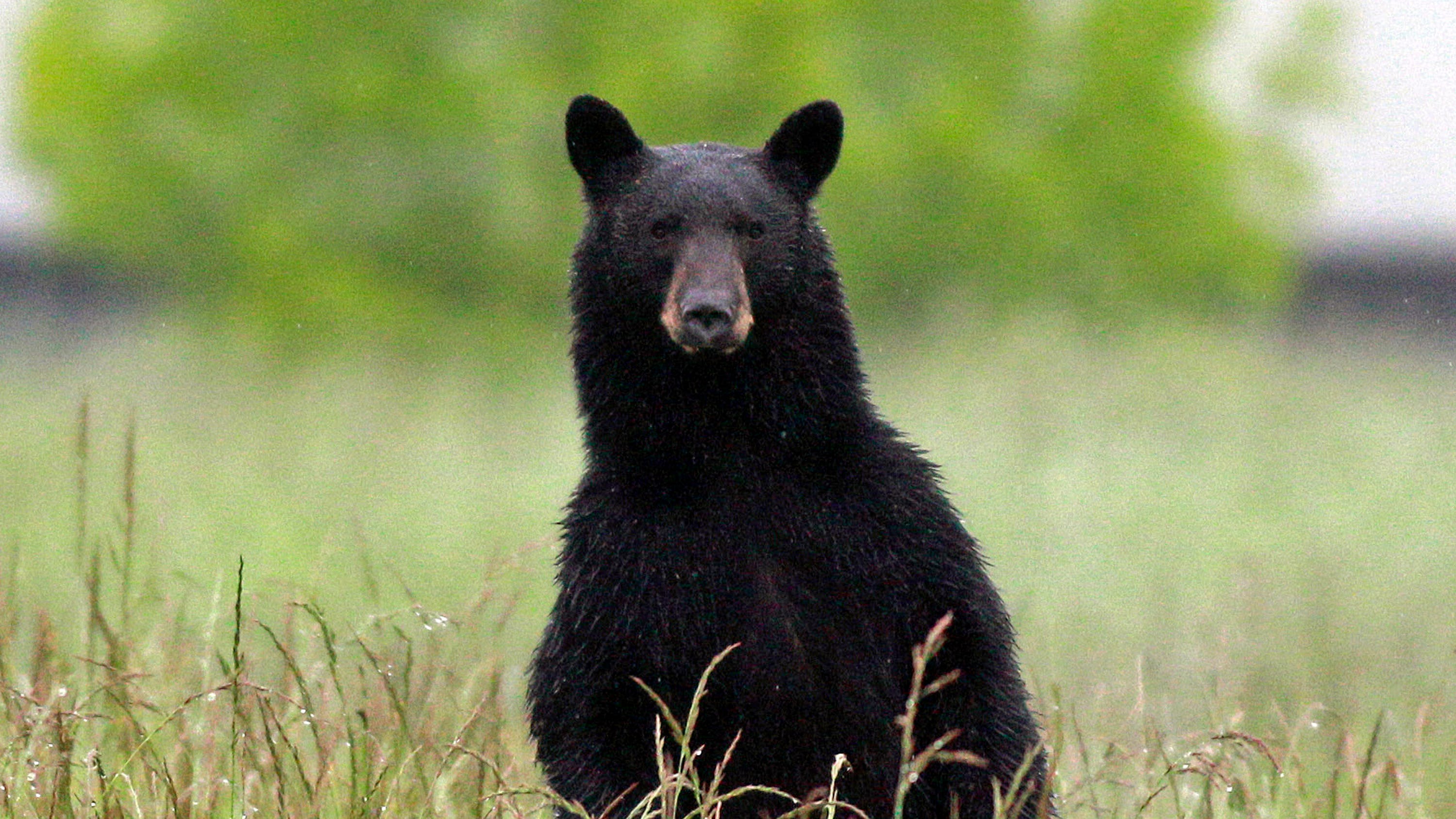 NJ black bear hunting season extended by four days