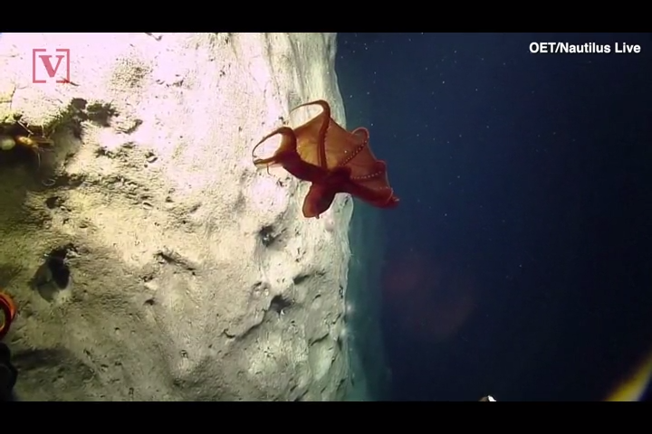 Caught On Camera Rare Glimpse Of This Shape Shifting ‘dumbo Octopus