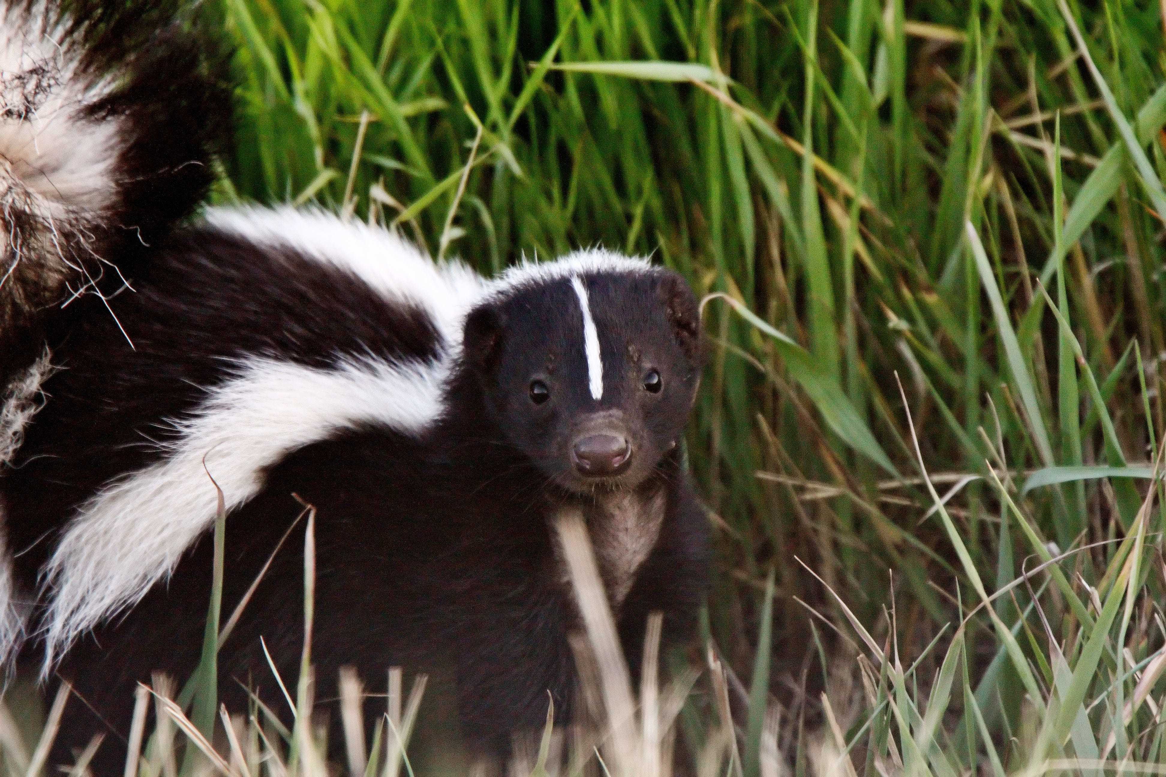 dog bit by skunk