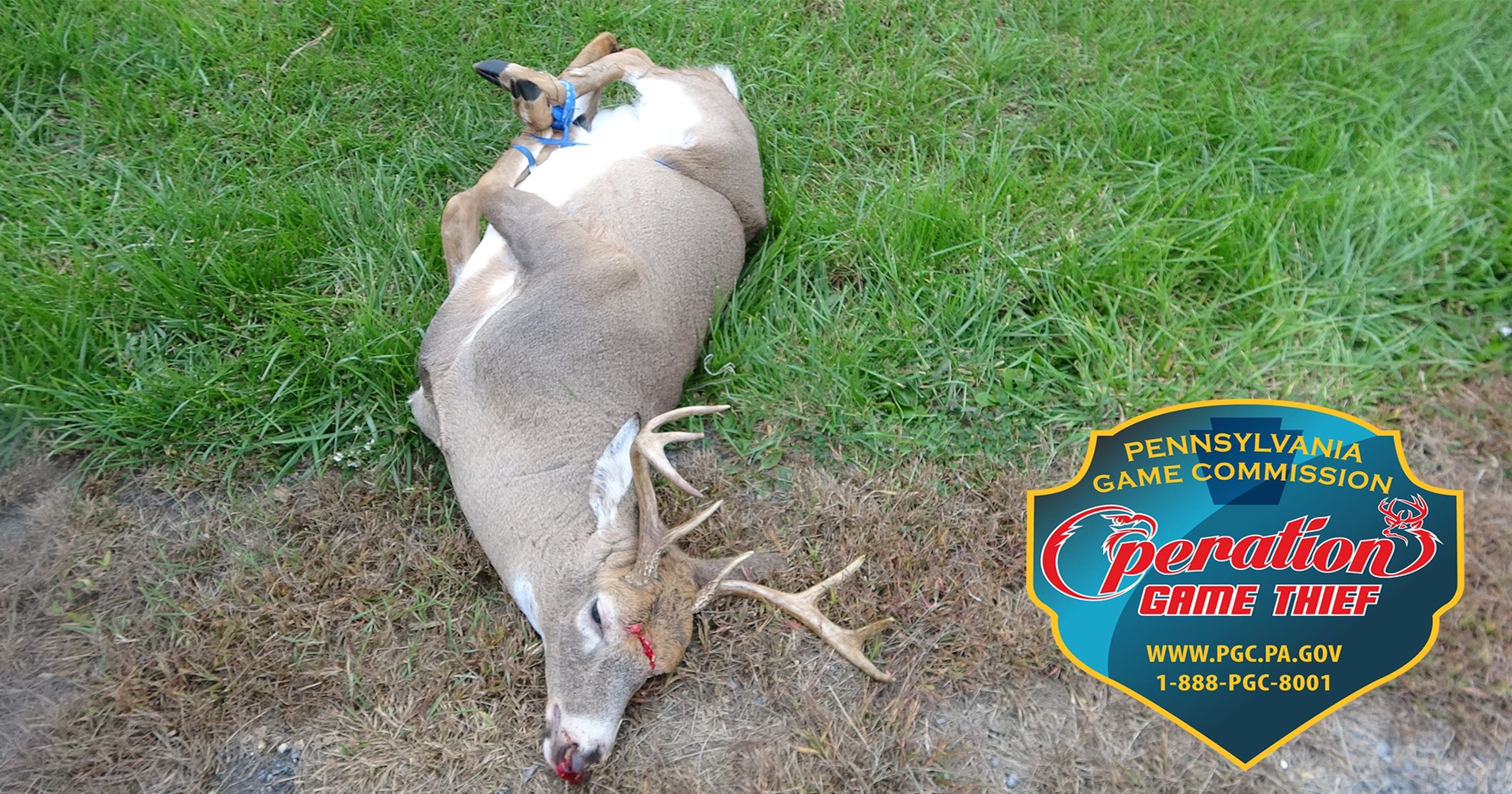 Deer Found Illegally Shot In Head With Legs Bound 1787