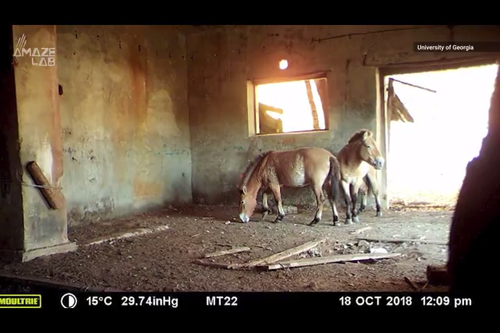 Rare horses caught on camera in Chernobyl Exclusion Zone