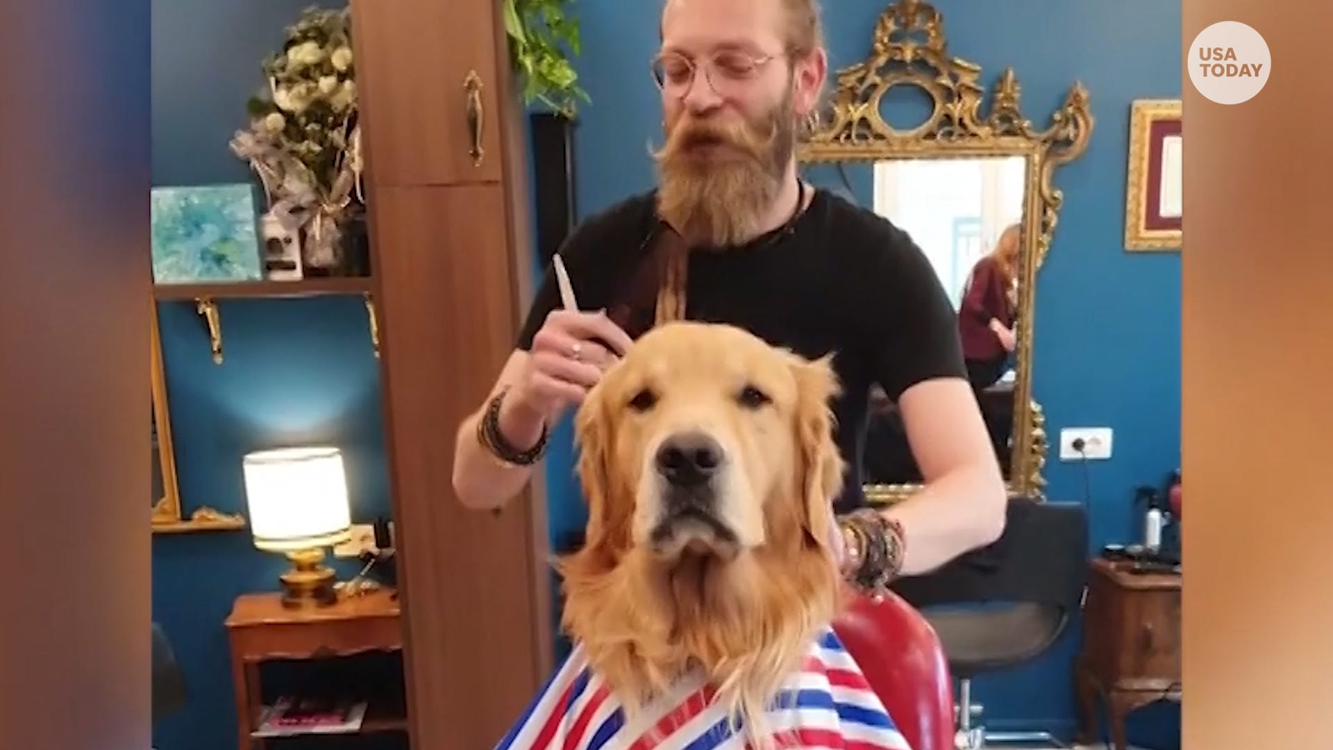 do golden retrievers get haircuts