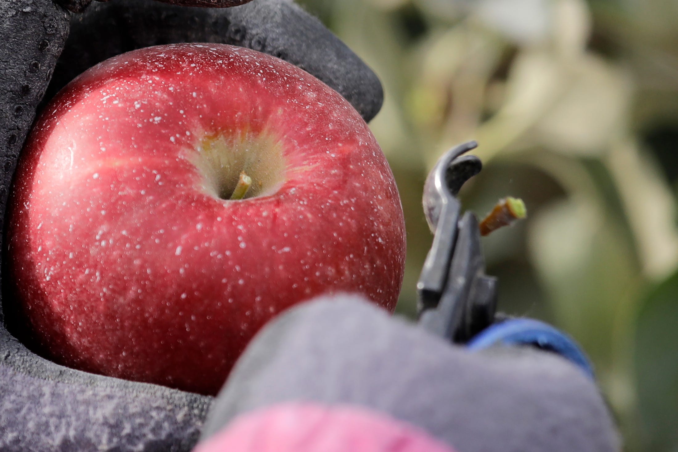 Cosmic Crisp Apple Hudson Valley Farmers Try It Out