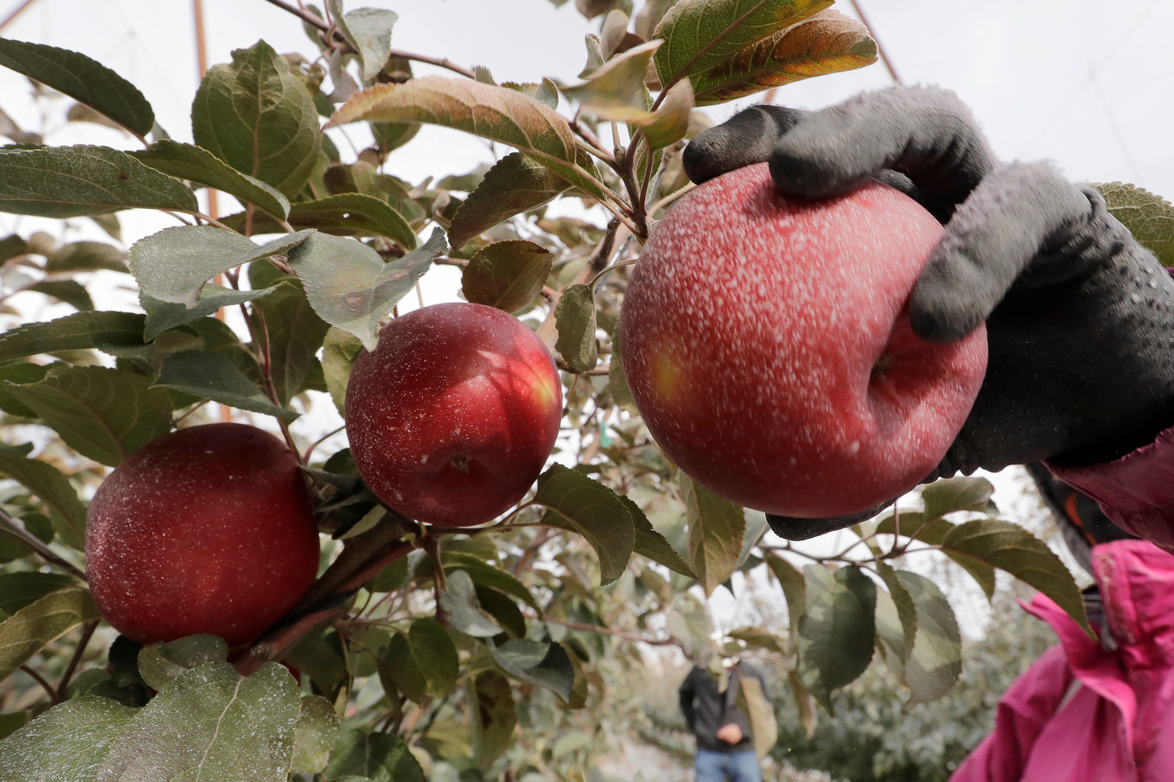 Cosmic Crisp Apple Hudson Valley Farmers Try It Out